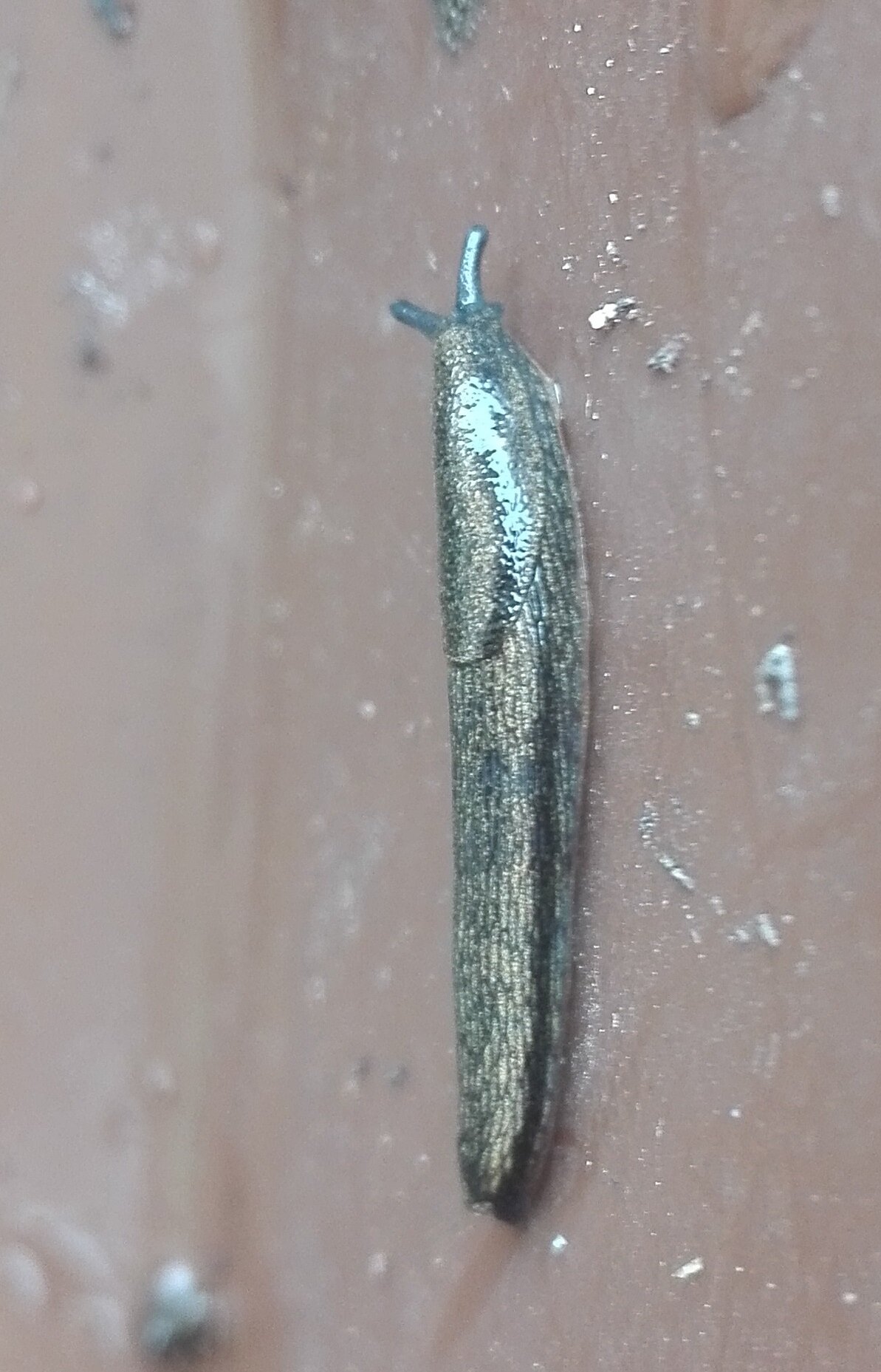 #566 Common Garden Slug (Arion distinctus)