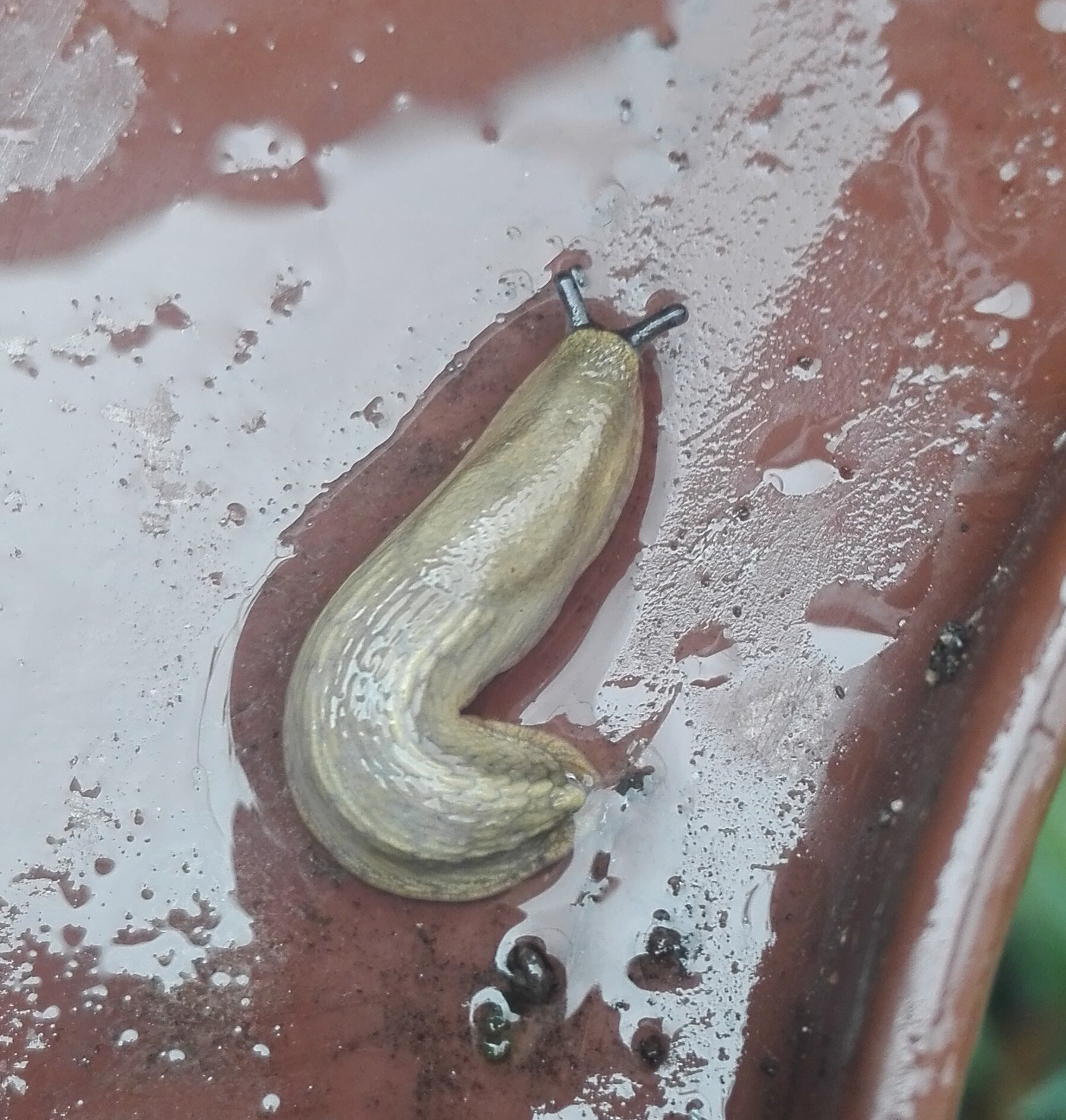 #567 Bourguignat's Slug (Arion fasciatus)