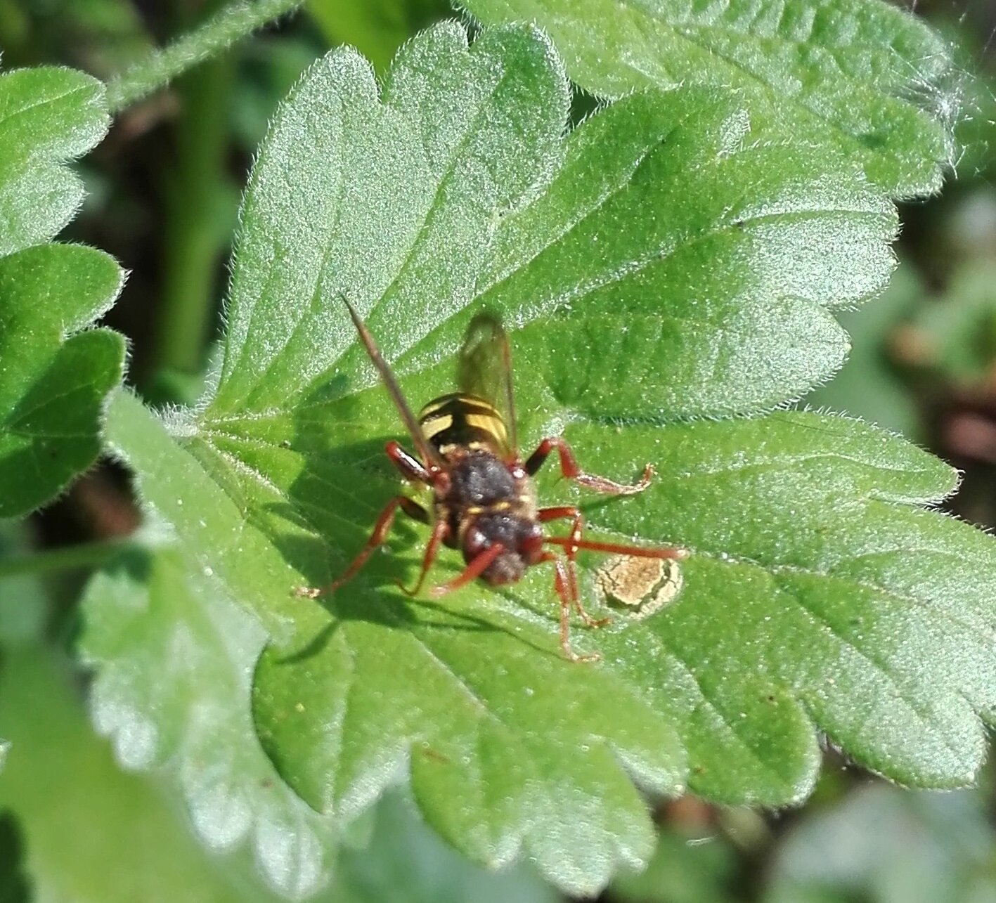 #481 Marsham's Nomad Bee (Nomada marshamella)