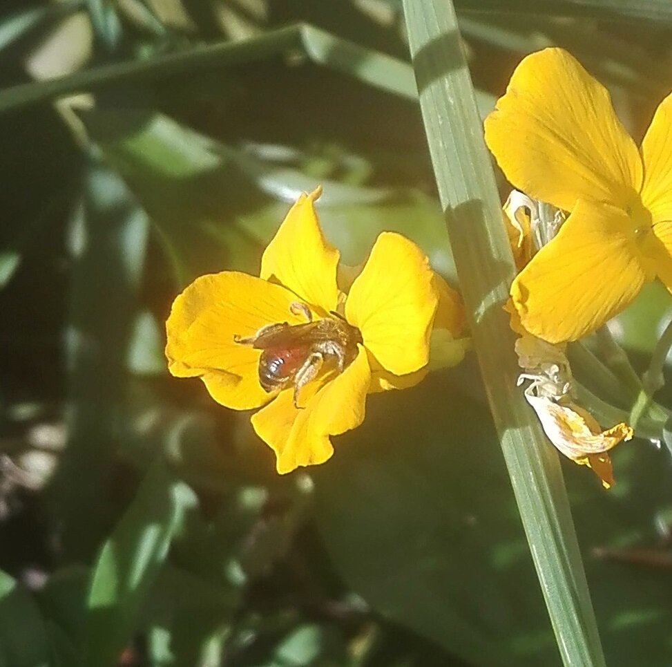 #571 Red-girdled Mining Bee (Andrena labiata)