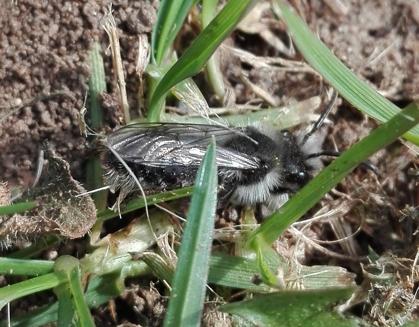 #61 Ashy Mining Bee (Andrena cineraria)