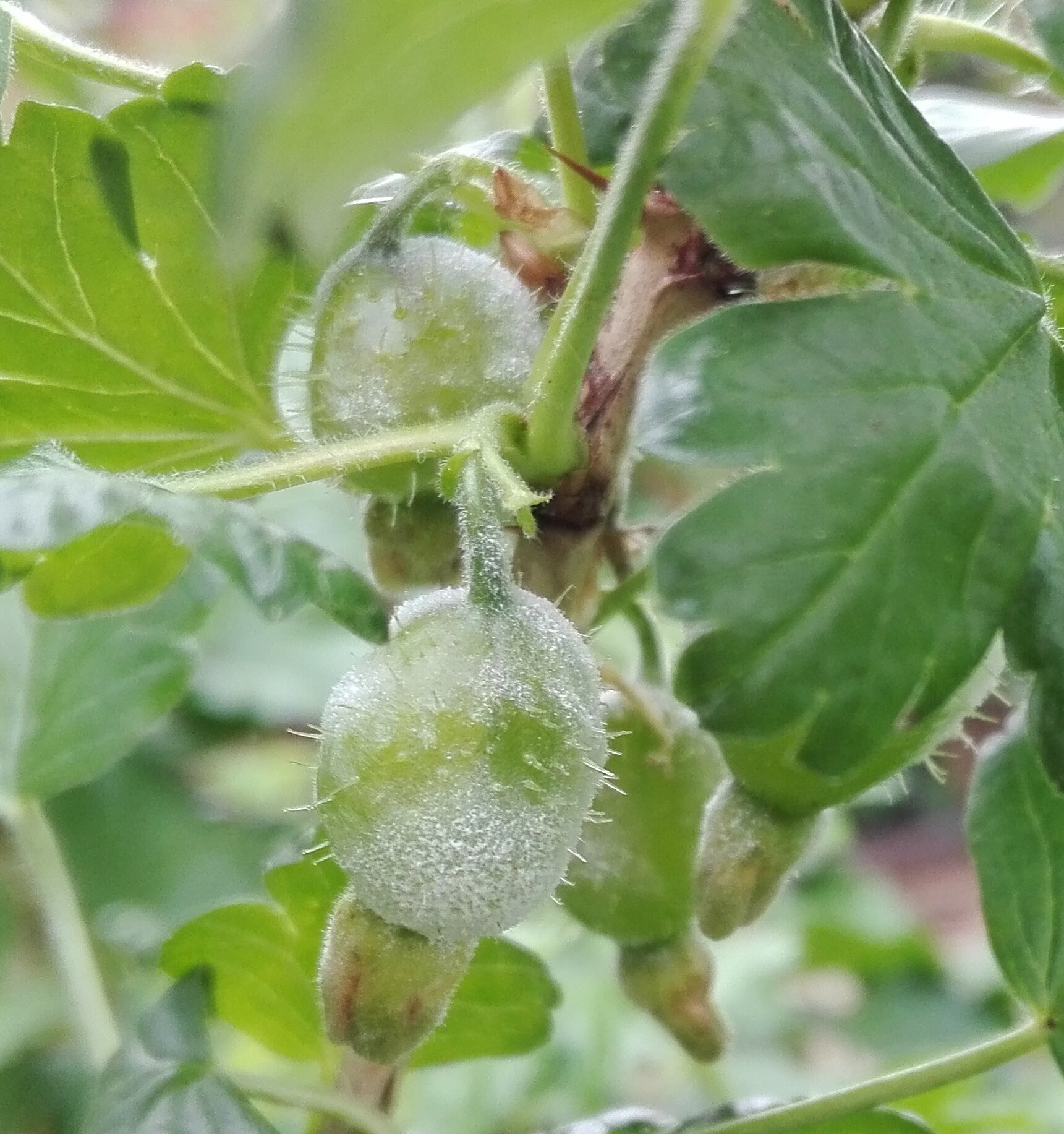  #572 American Gooseberry Mildew (Podosphaera mors-uvae) 