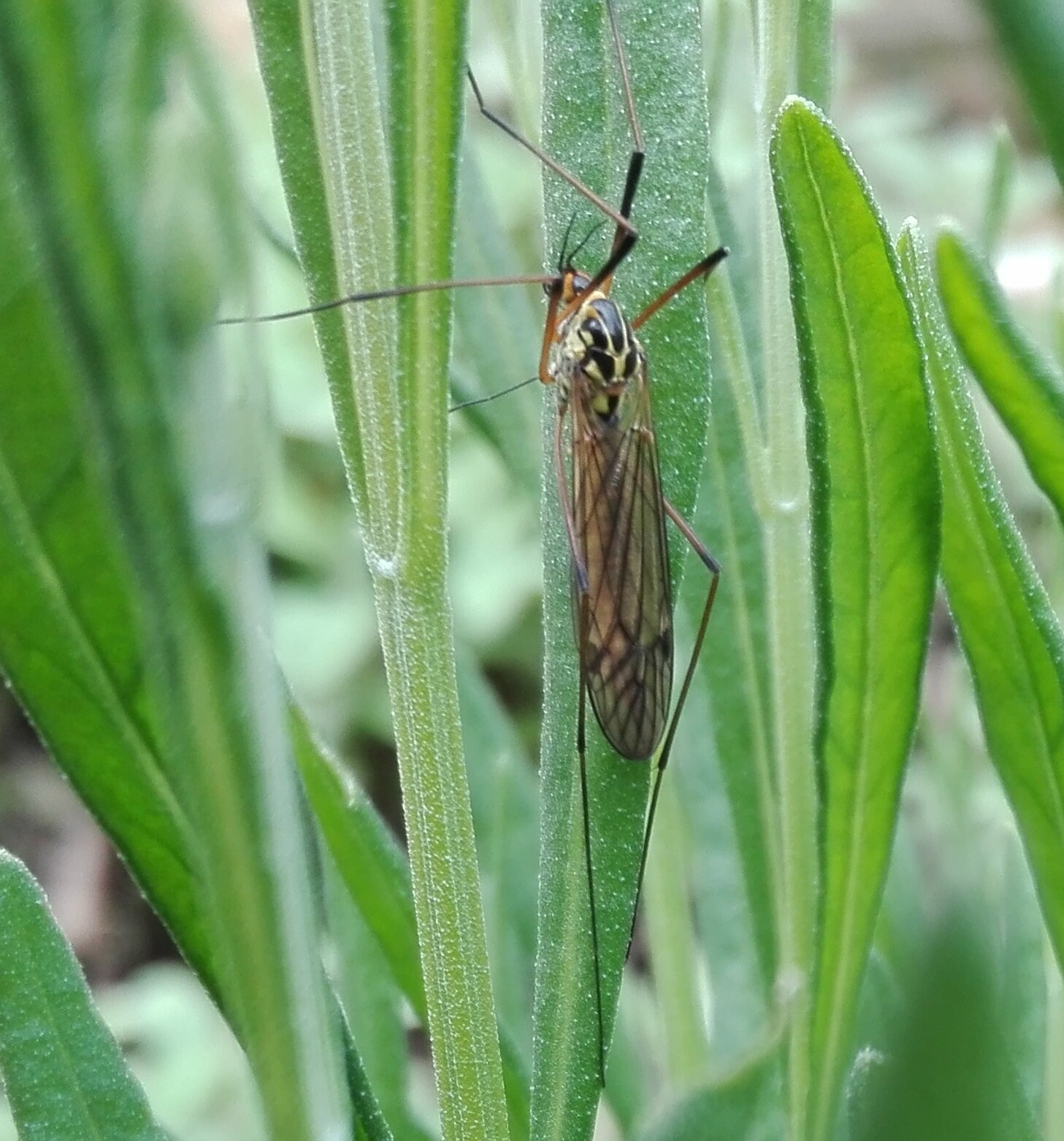 #230 Spotted Cranefly (Nephrotoma appendiculata)