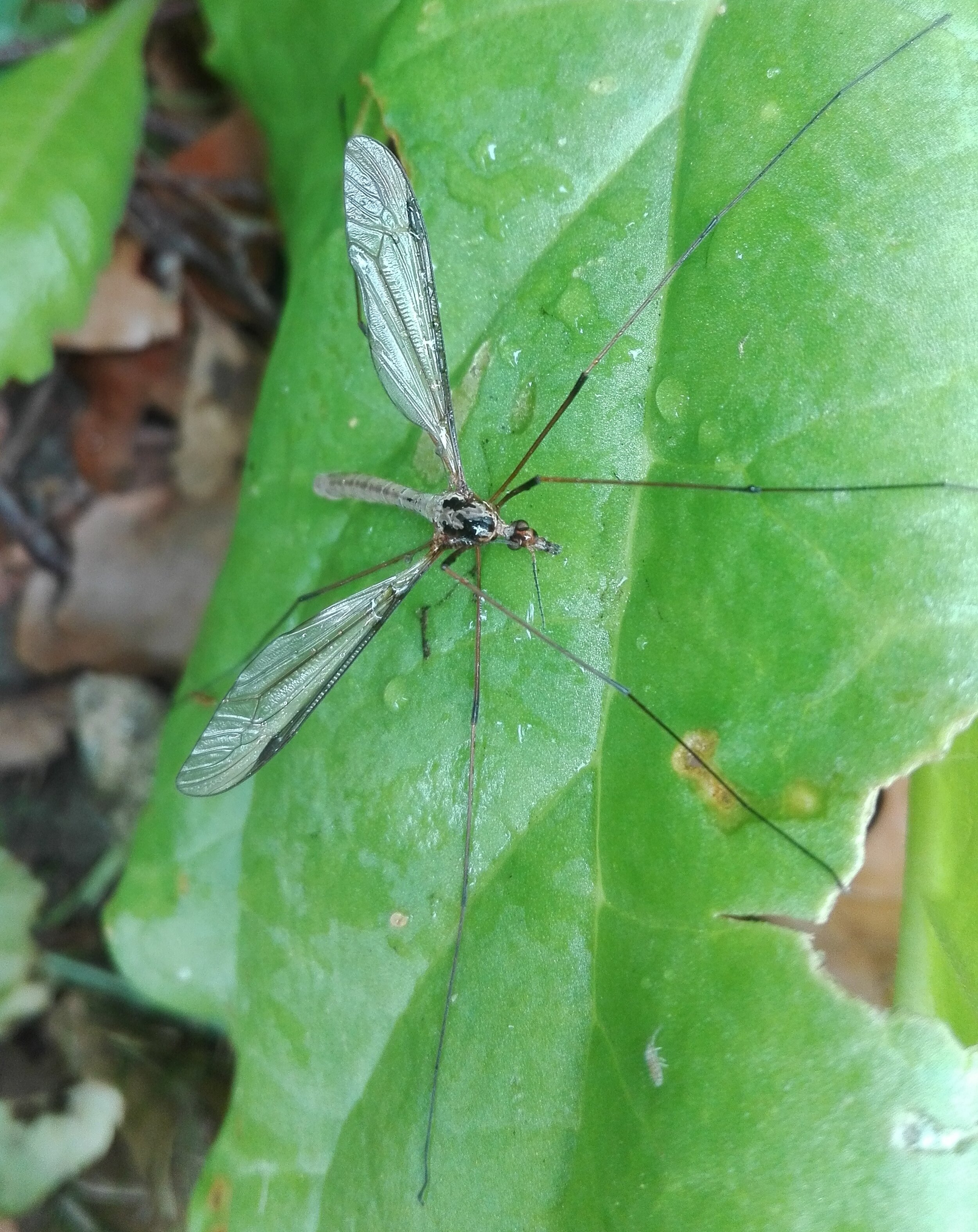 #565 Marsh Crane Fly (Tipula oleracea)