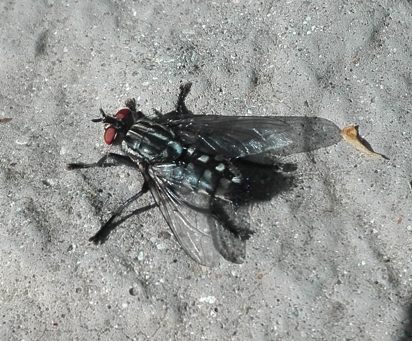 #511 Common Flesh Fly (Sarcophaga carnaria sp.)