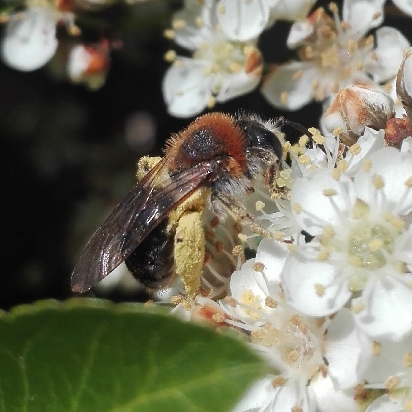 #445 Early Mining Bee (Andrena haemorrhoa)