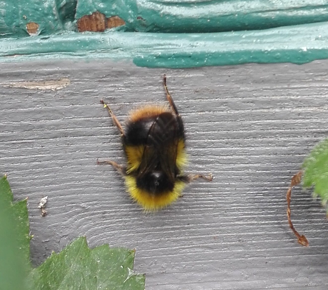 #179 Early Bumblebee (Bombus pratorum)