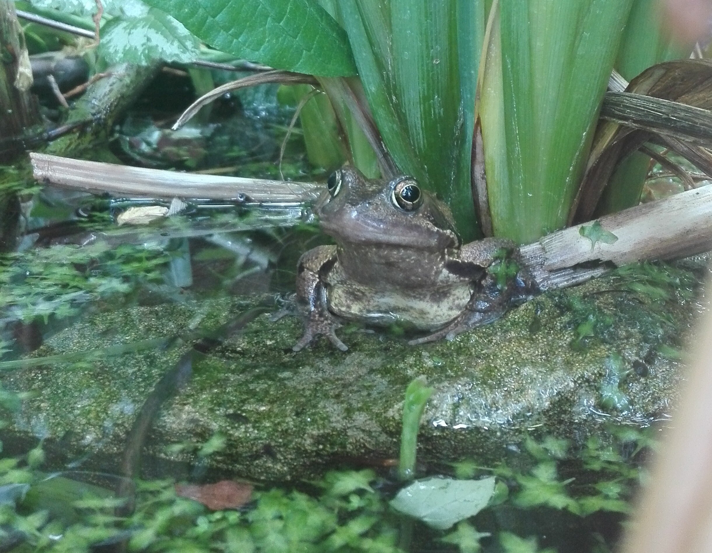 #1 Common Frog (Rana temporaria)