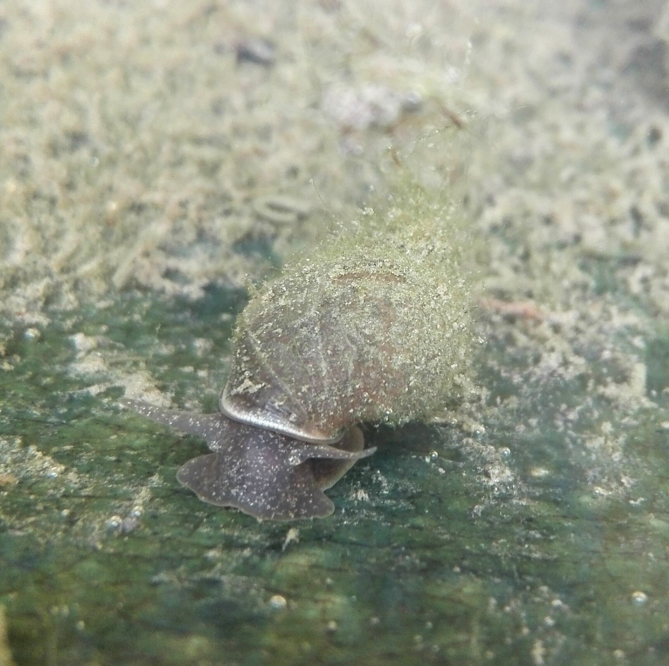 #588 Great Pond Snail (Lymnaea stagnalis)