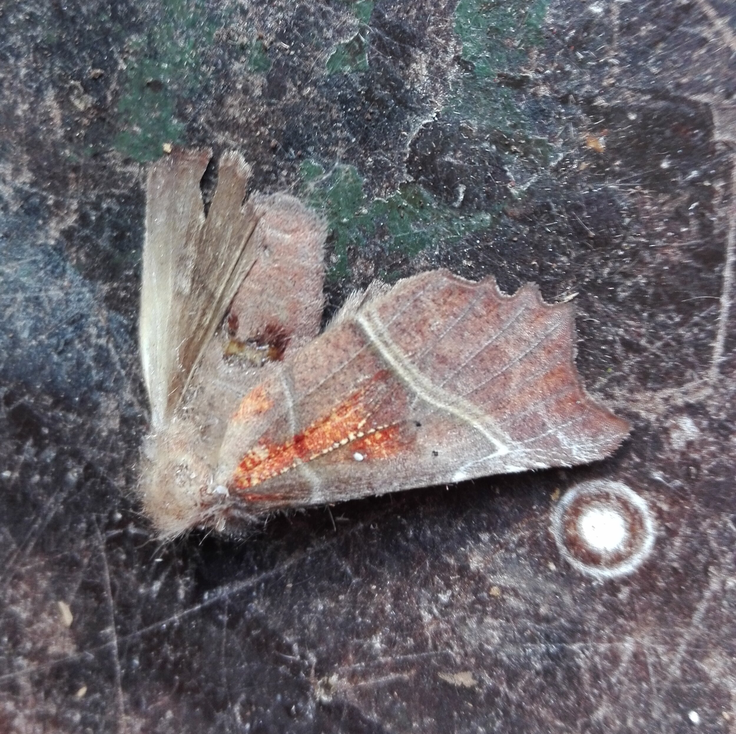 #293 Herald Moth (Scoliopteryx libatrix)