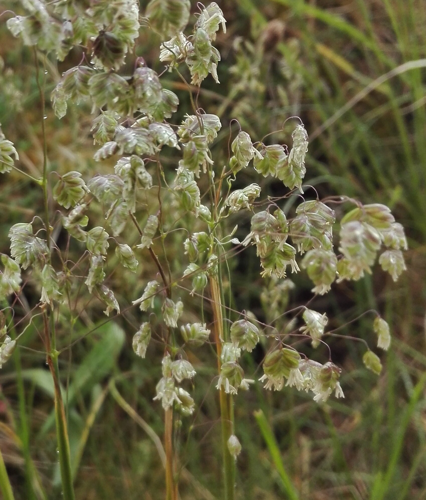 Quaking Grass (Briza maxima)