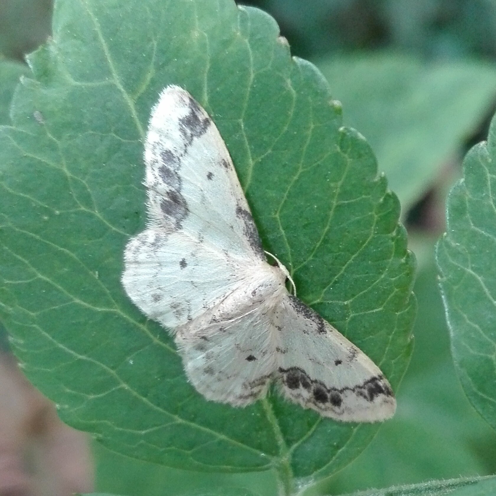 #601 Treble Brown Spot (Idaea trigeminata)