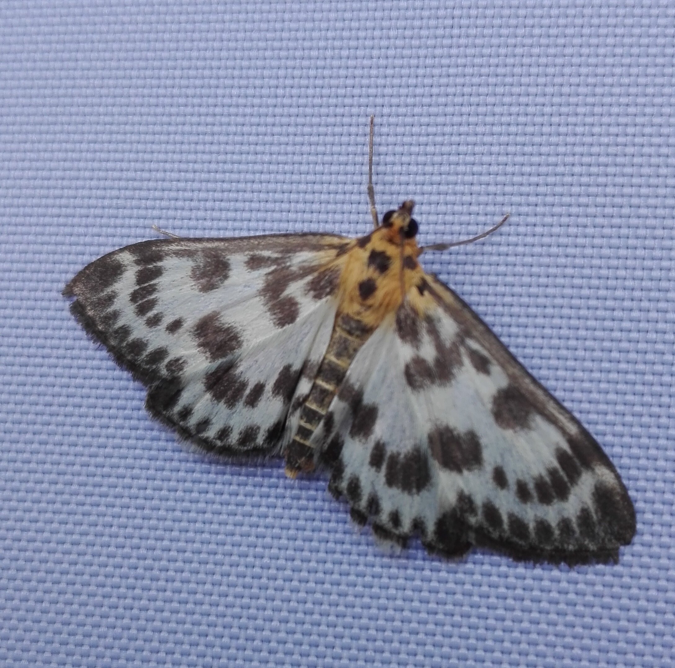 #219 Small Magpie Moth (Anania hortulata)