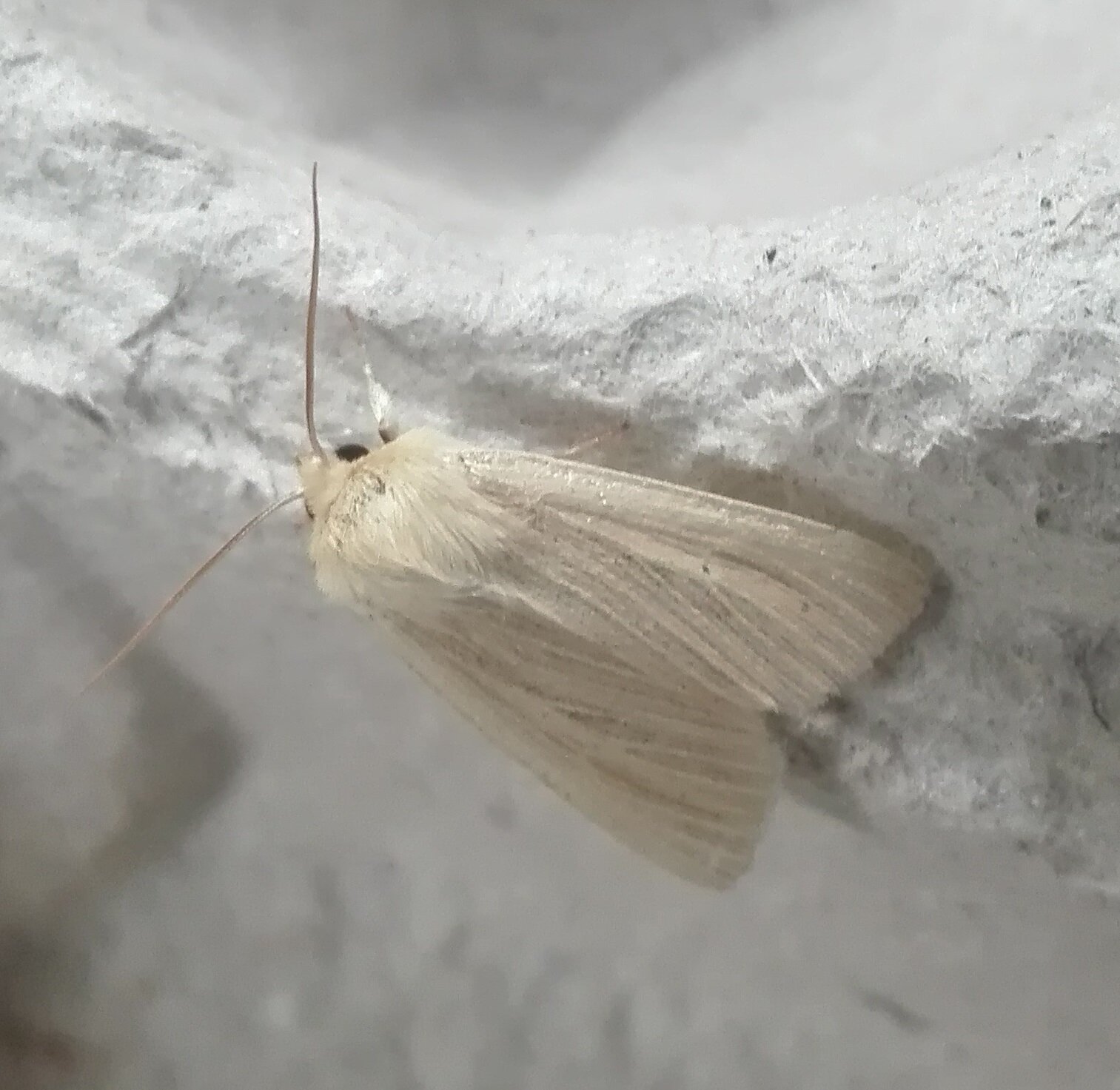 #607 Common Wainscot (Mythimna pallens)