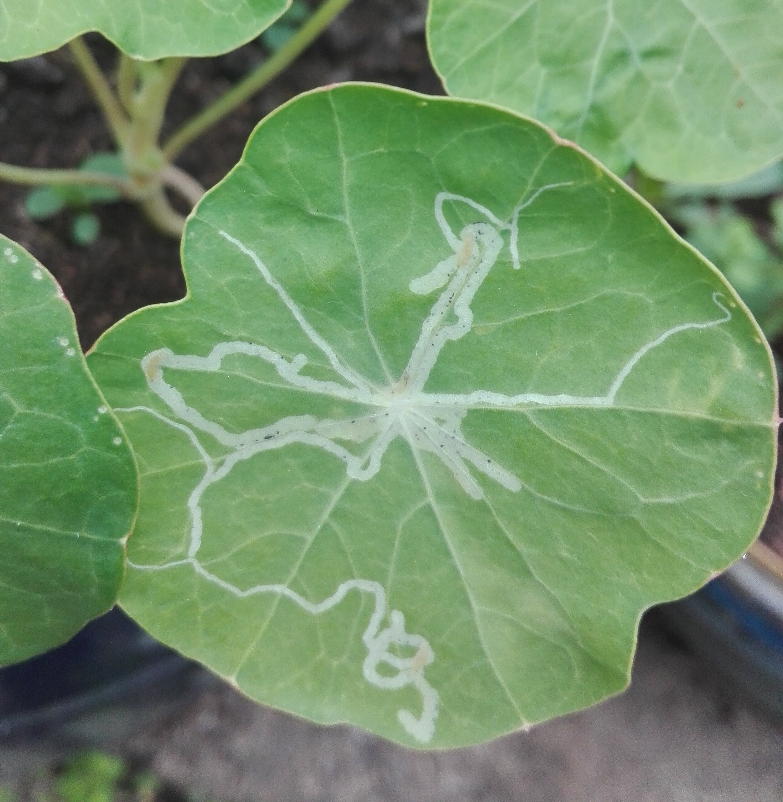 #616 Pea Leaf-miner (Chromatomyia horticola)