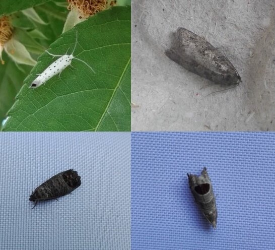 From top left, clockwise: Ermine sp (#635), Grey Tortrix (#634), , Bramble Shoot Moth (#609), Codling Moth (#633)