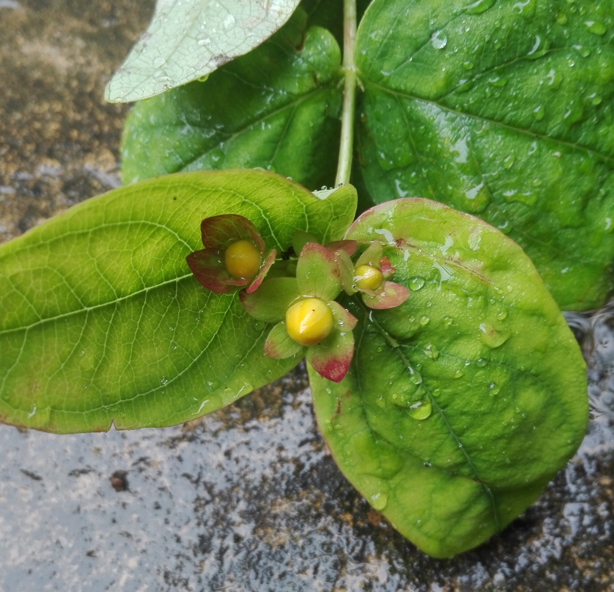 #640 Tutsan (Hypericum androsaemum)