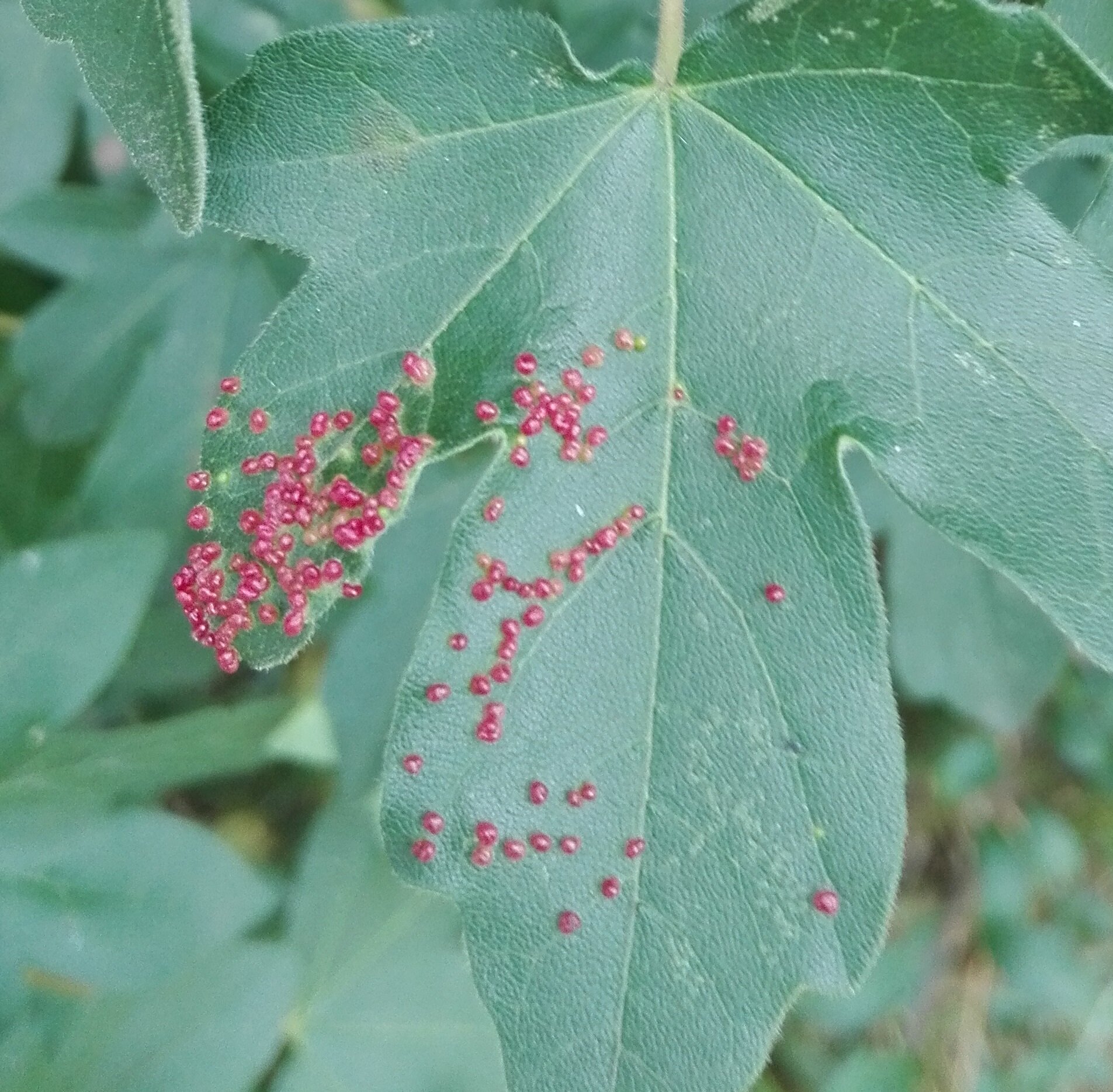 Aceria aceriscampestris on Field Maple