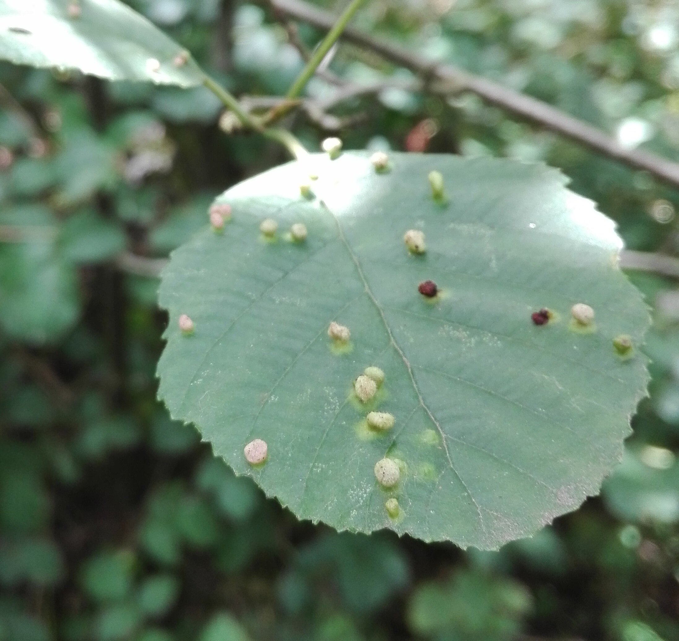 Eriophyes laevis on Alder