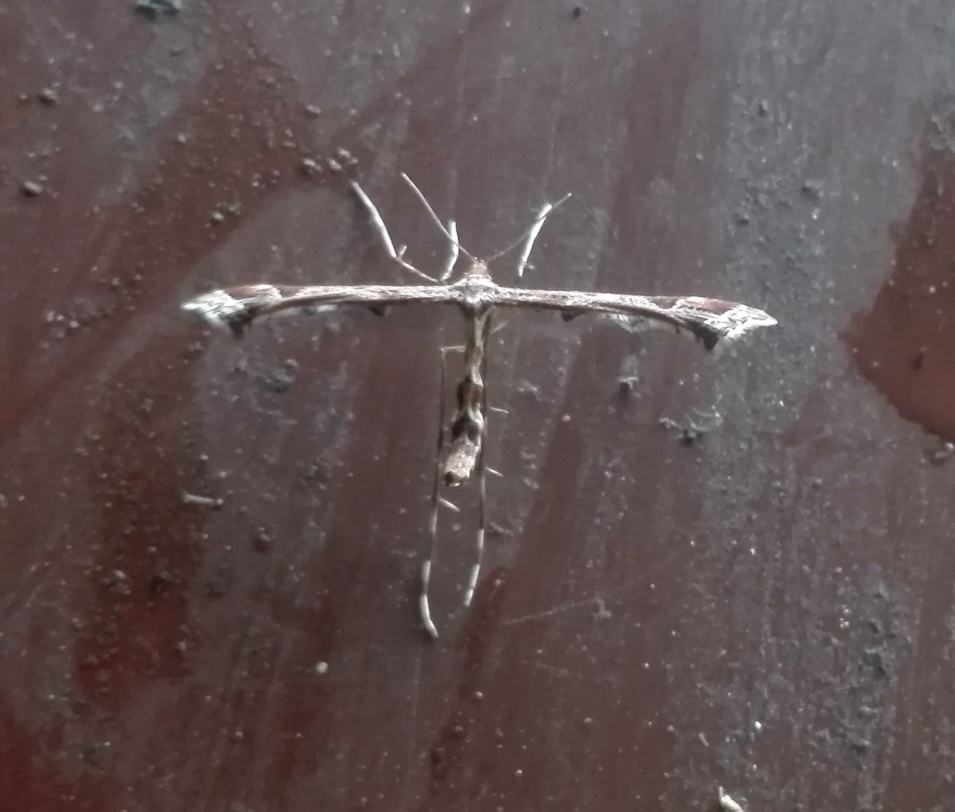 #222 Beautiful Plume Moth (Amblyptilia acanthadactyla)