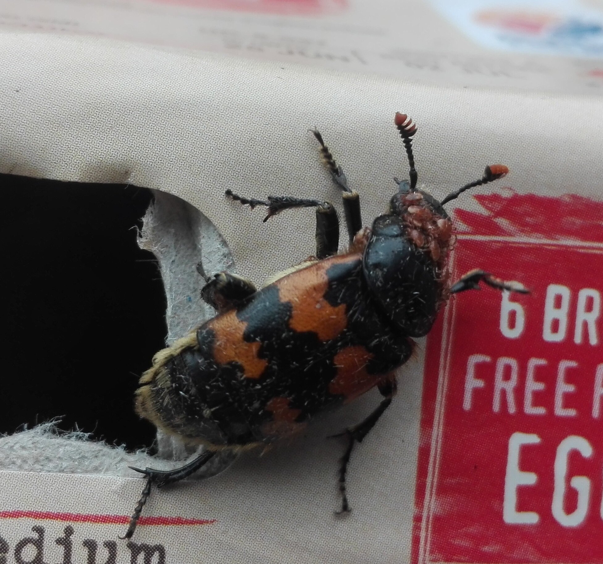 Common Sexton Beetle (Nicrophorus vespilloides)