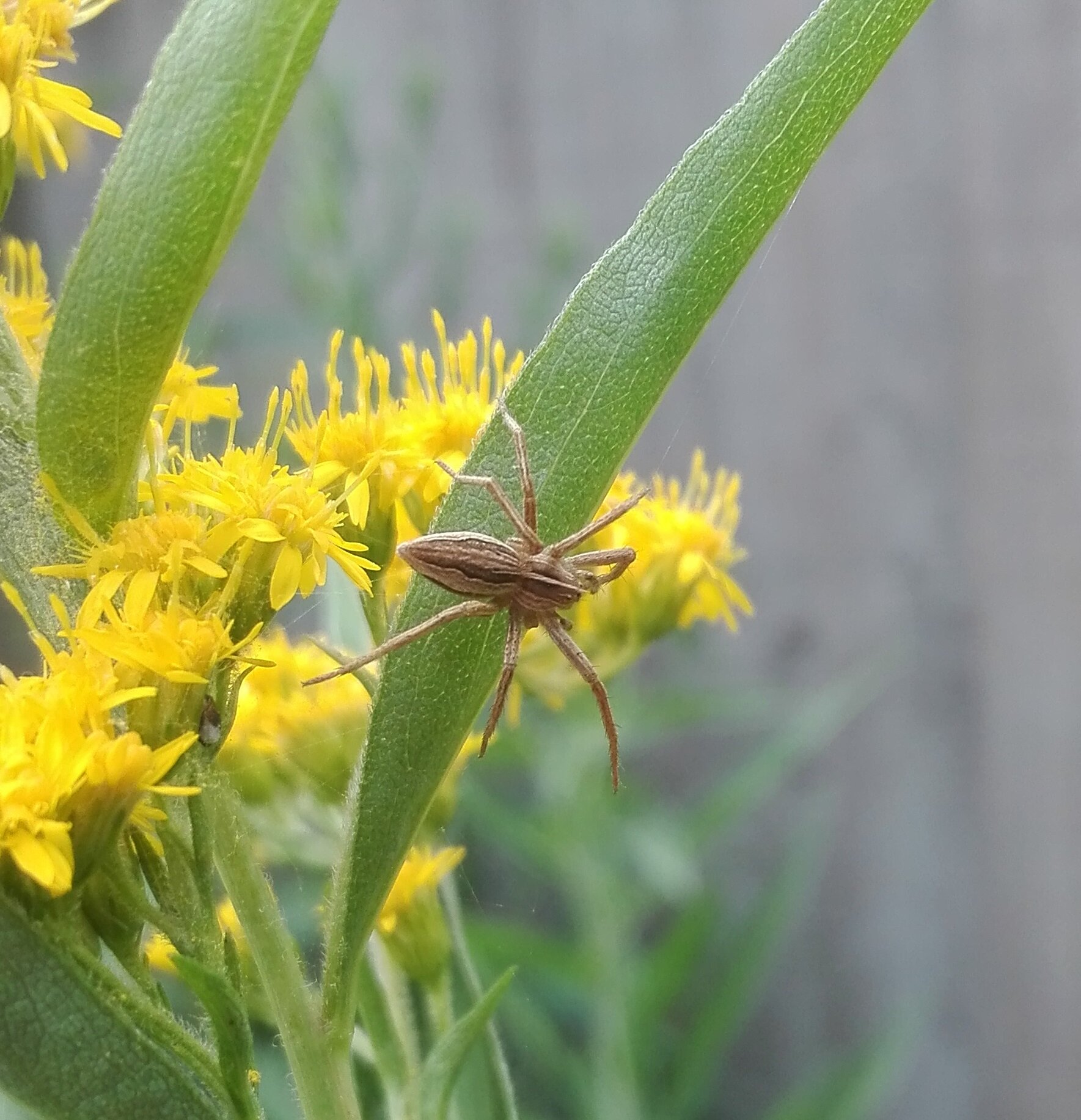 #677 Nursery Web Spider (Pisaura mirabilis)