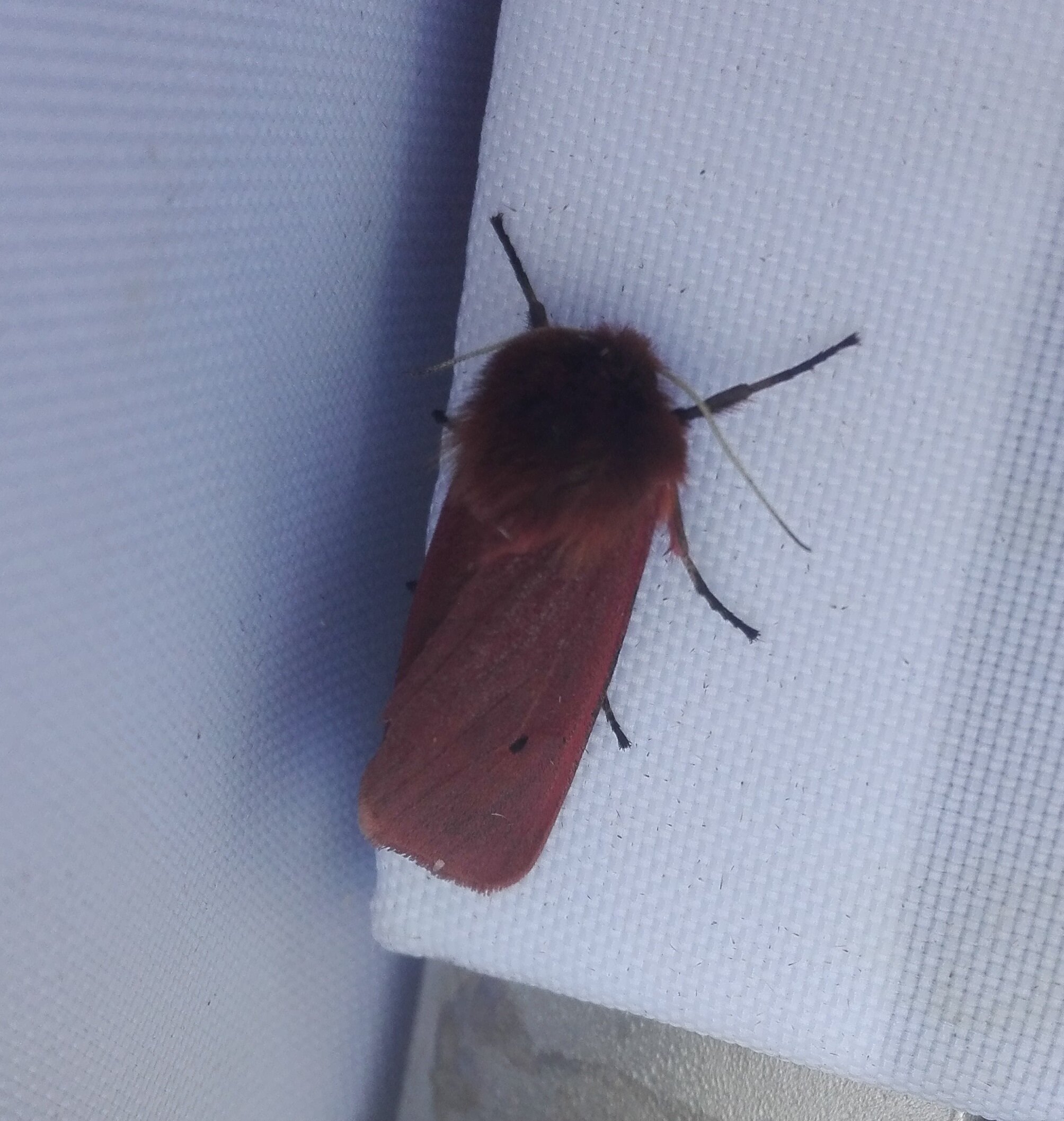 #546 Ruby Tiger Moth - Phragmatobia fuliginosa