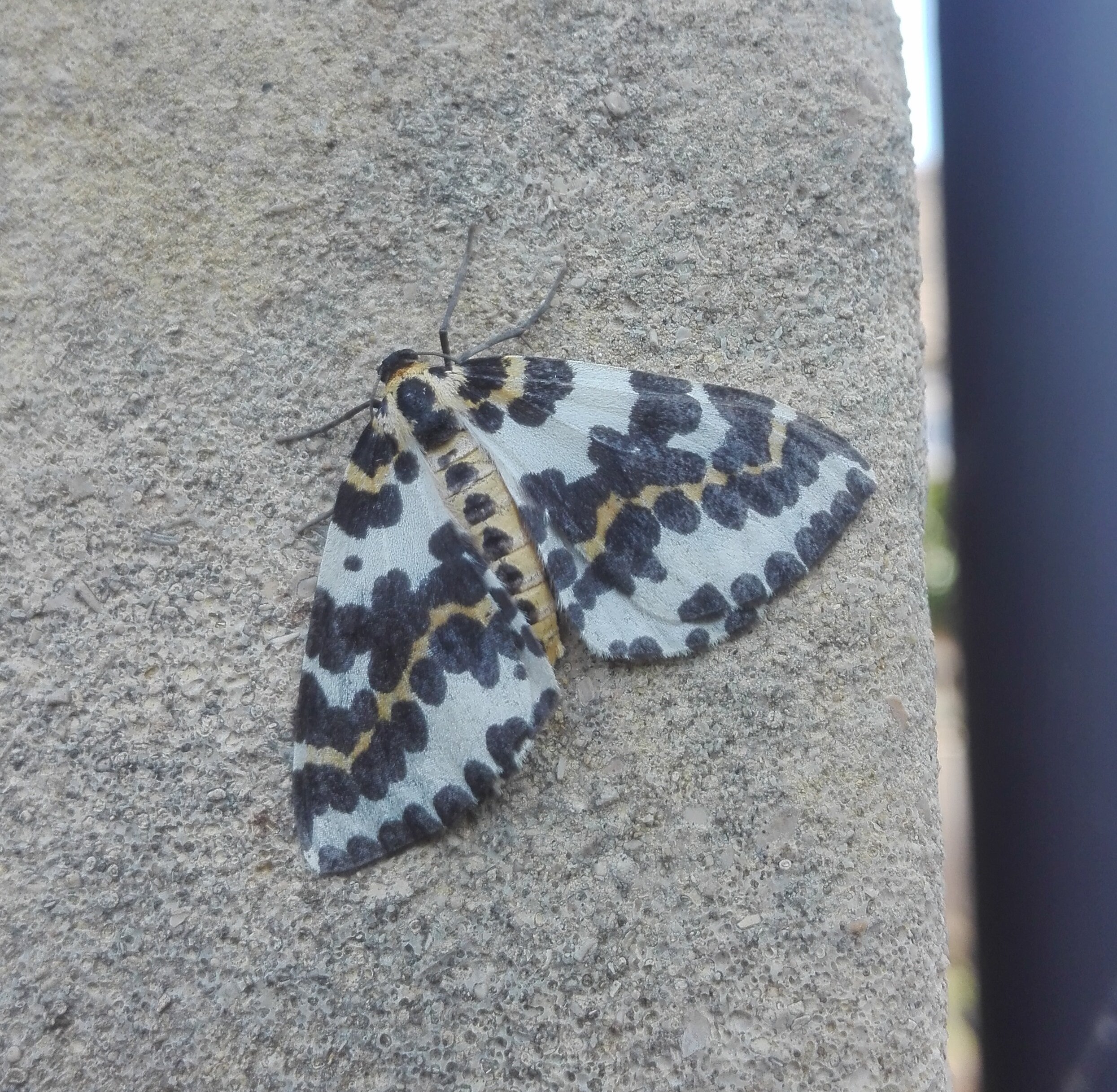 #666 Magpie moth - Abraxas grossulariata