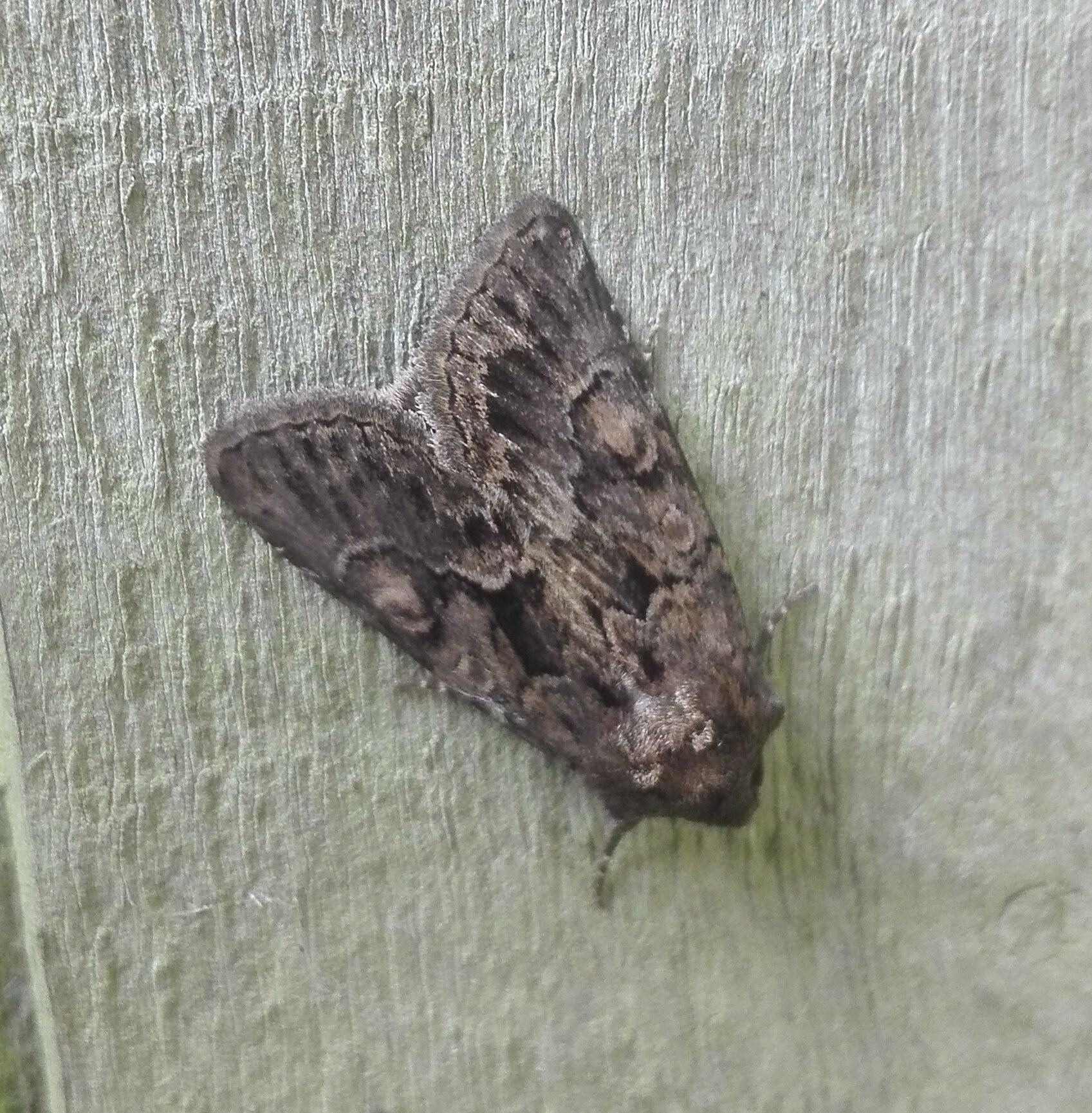 #672 Straw Underwing - Thalpophila matura