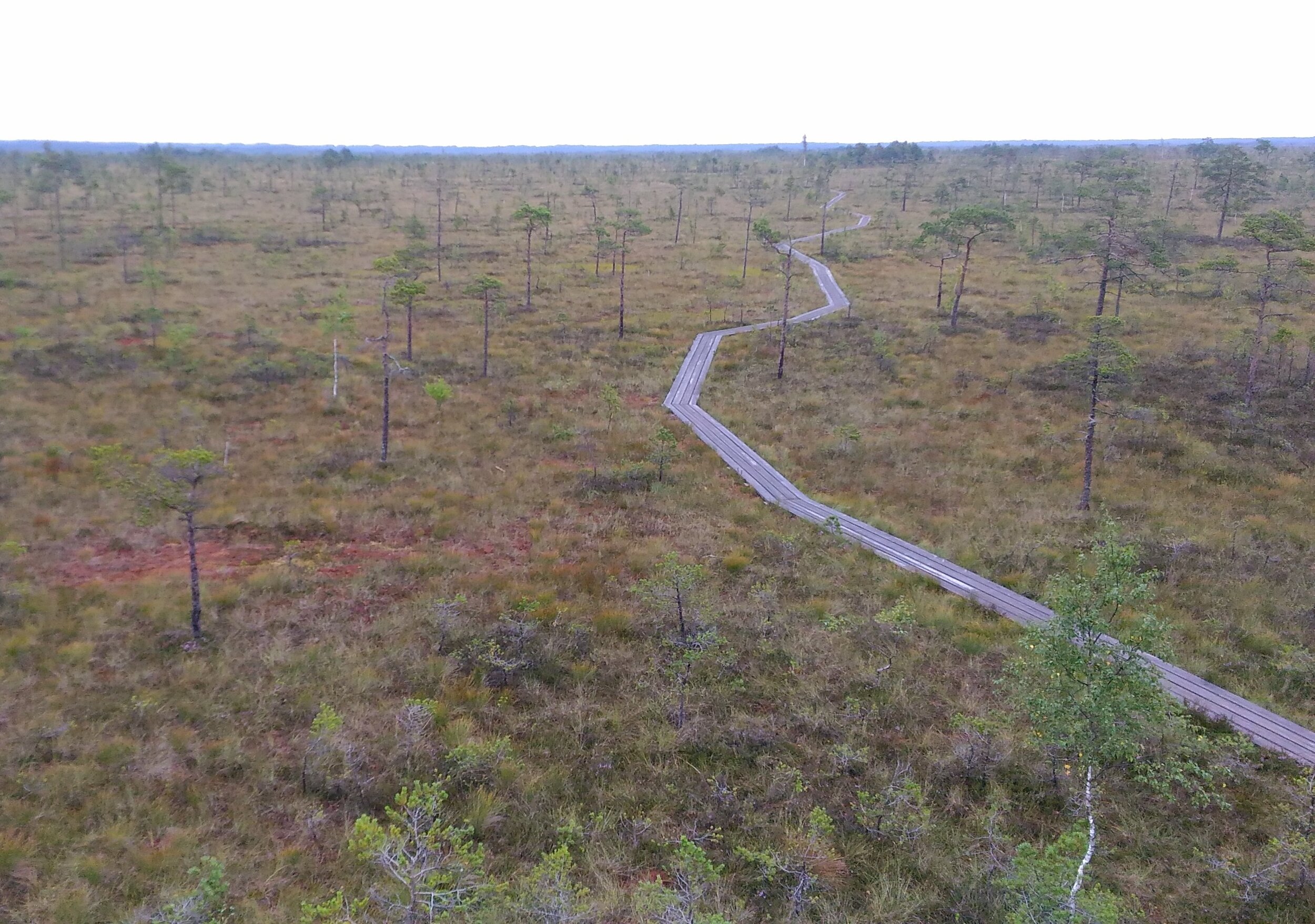 Bog Boardwalk.jpg