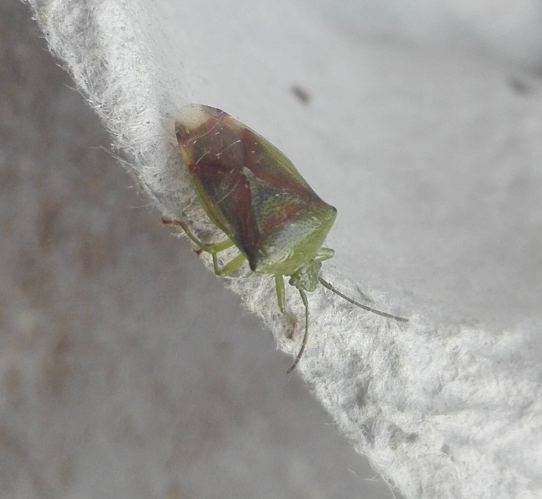 #282 Birch Shieldbug (Elasmostethus interstinctus)