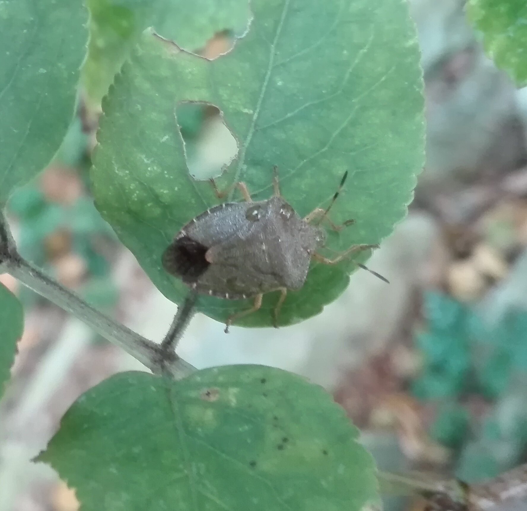 350 Green Shield Bug.jpg