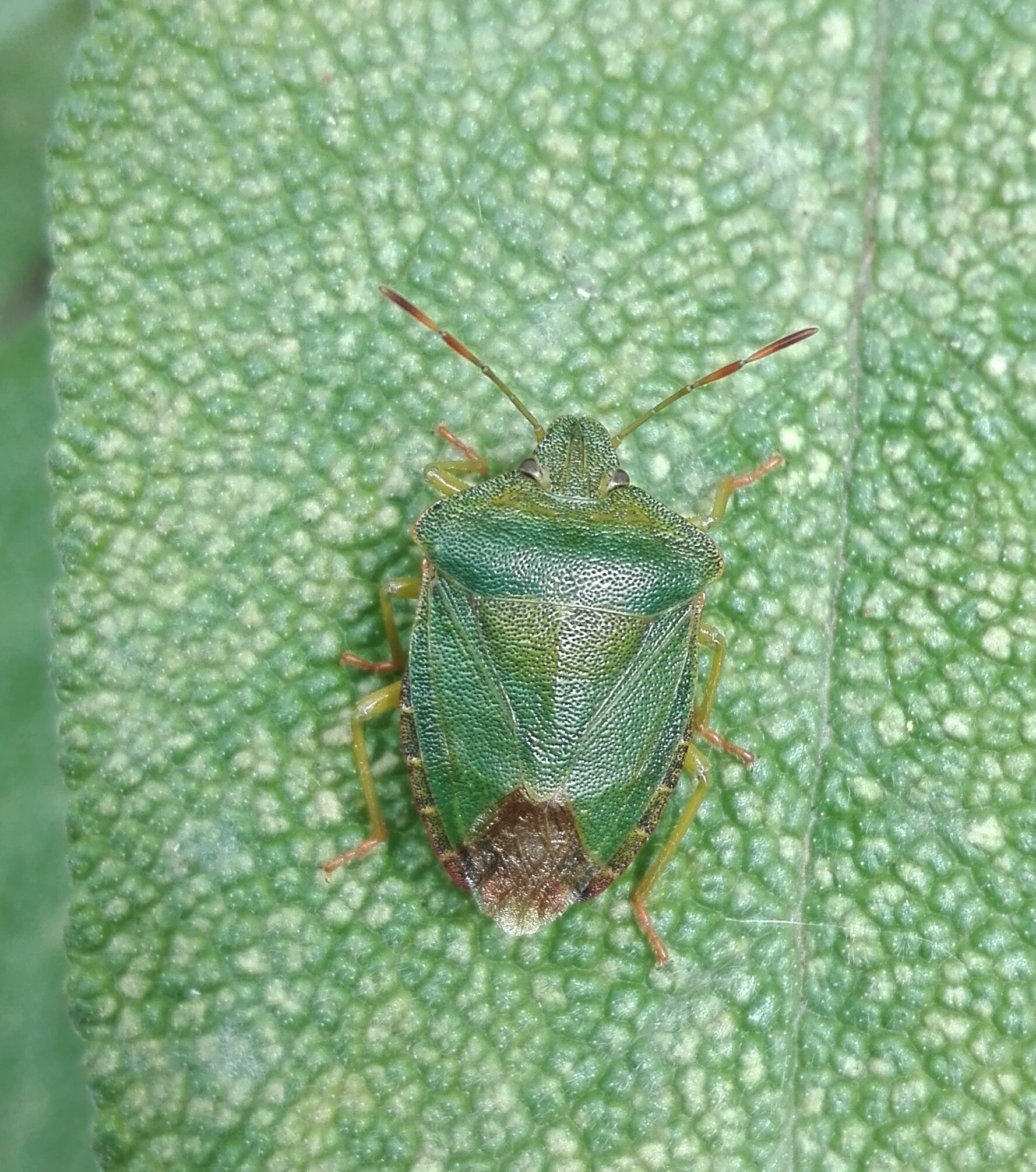 350 Green Shield Bug.jpg