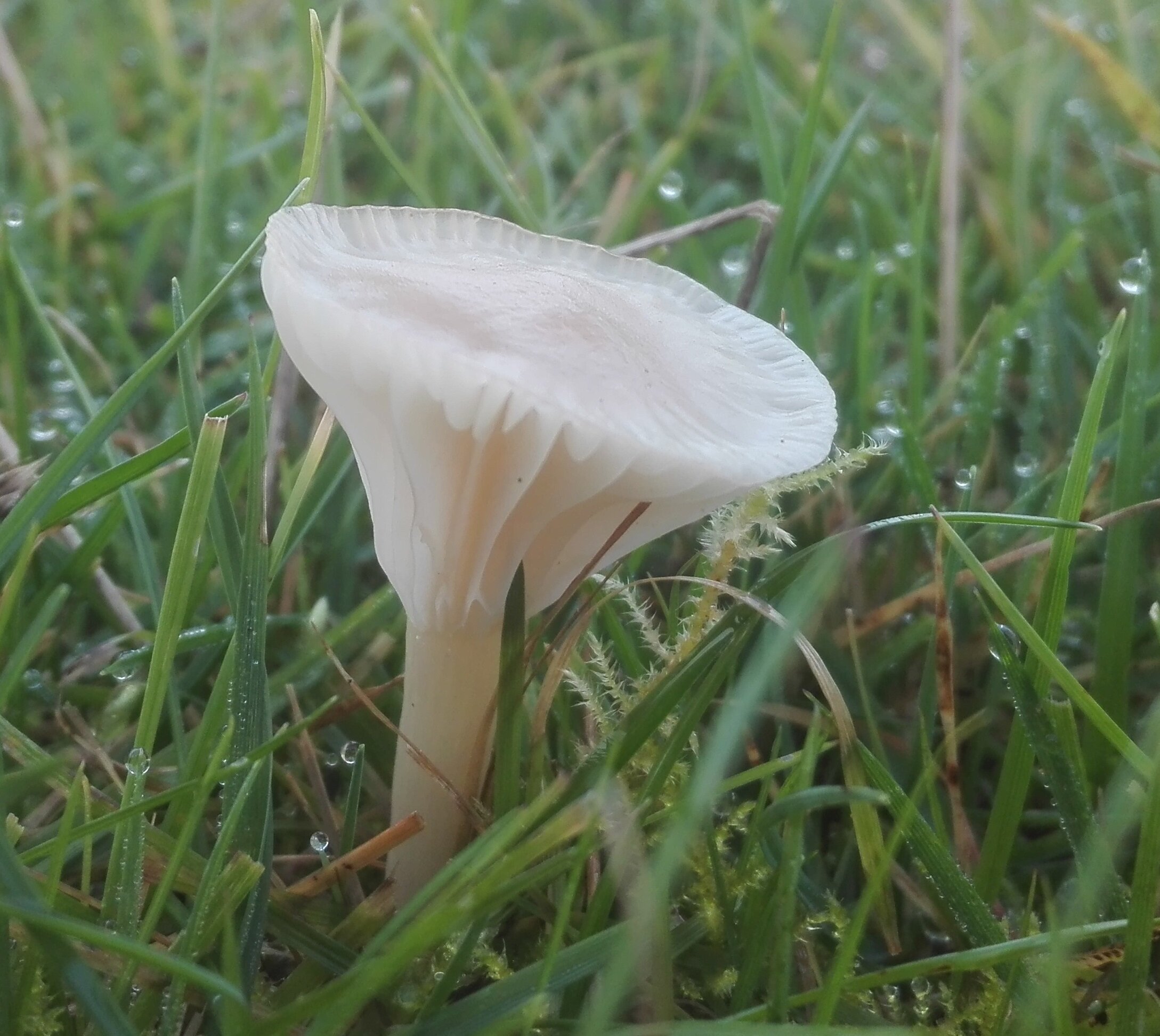 Snowy Waxcap (Cuphophyllus virgineus)