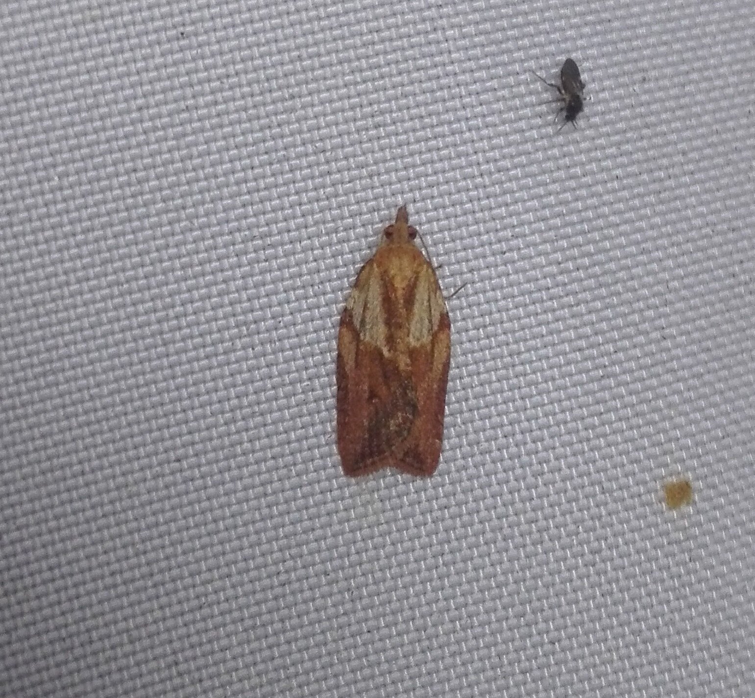 #317 Light Brown Apple Moth (Epiphyas postvittana)
