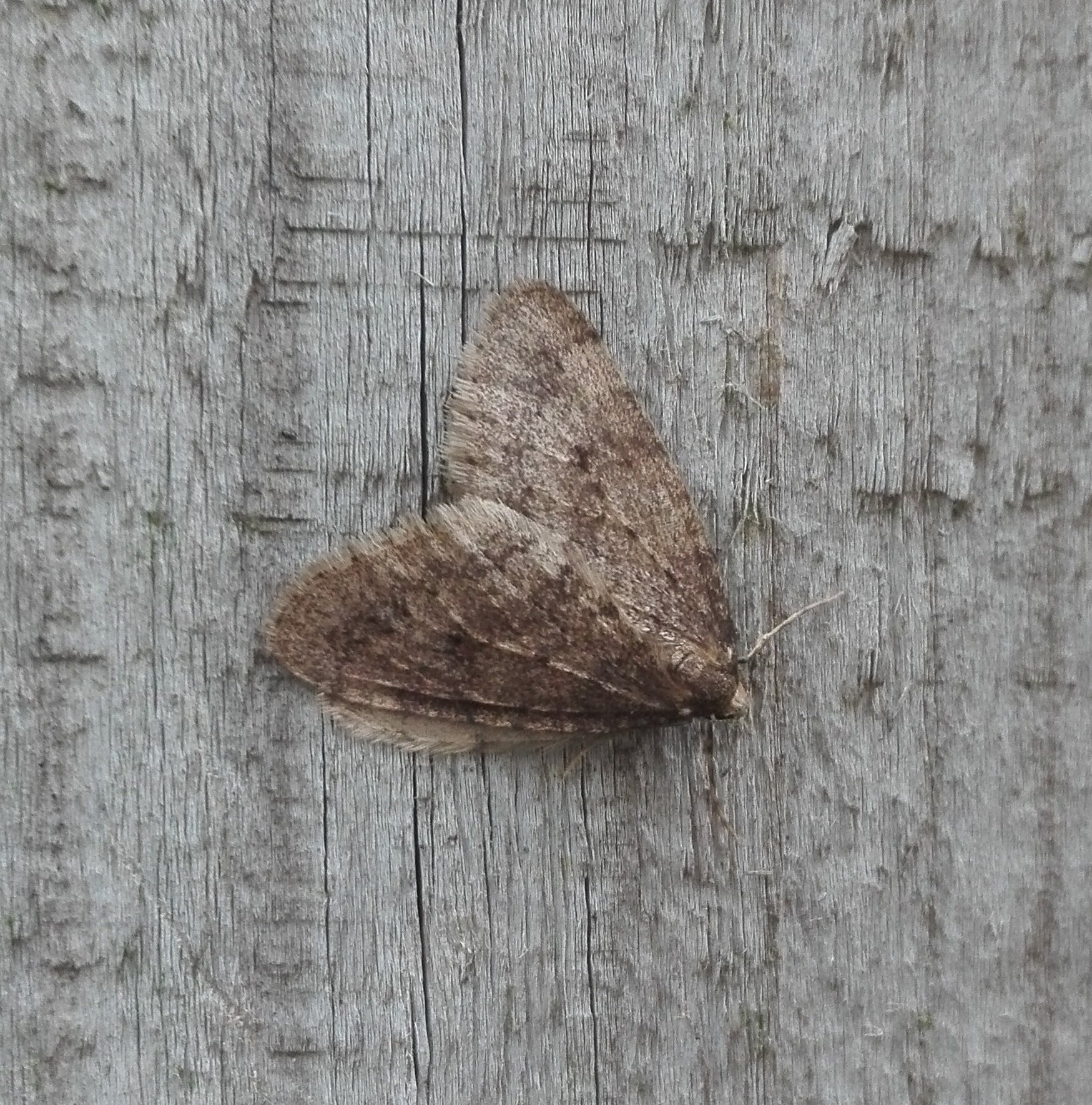 #401 Winter Moth (Operophtera brumata)