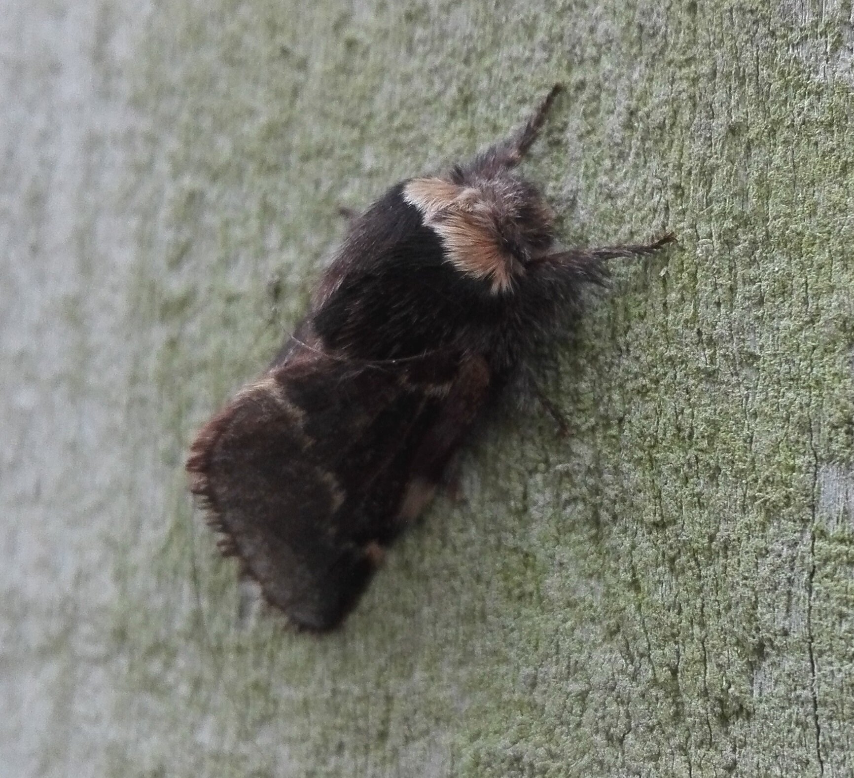#715 December Moth (Poecilocampa populi)