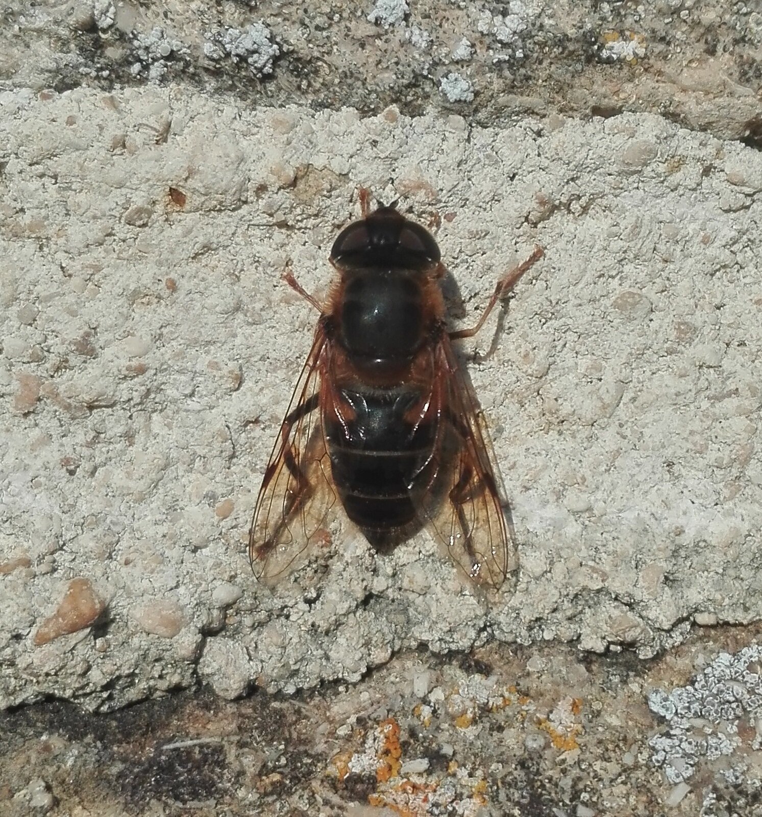#714 Tapered Drone Fly (Eristalis pertinax)