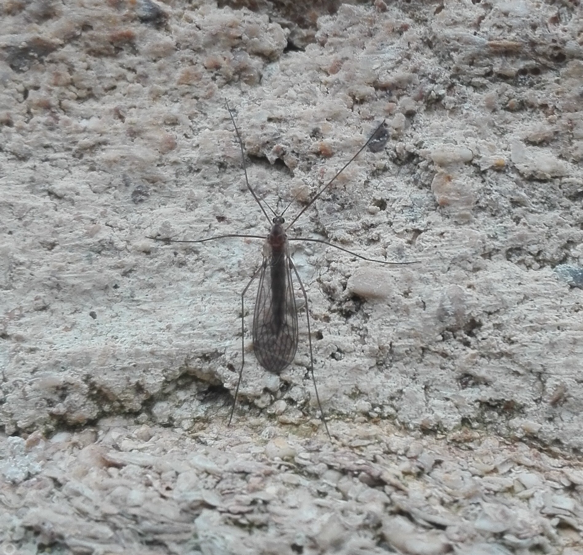 #383 Winter Gnat (Trichocera annulata)