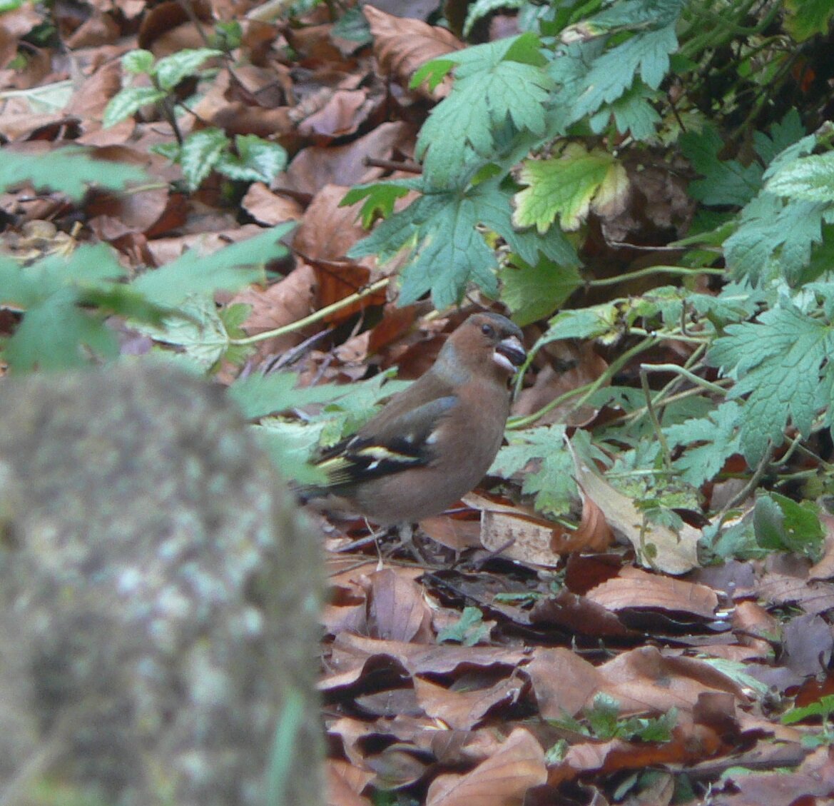 270 Chaffinch 2.JPG