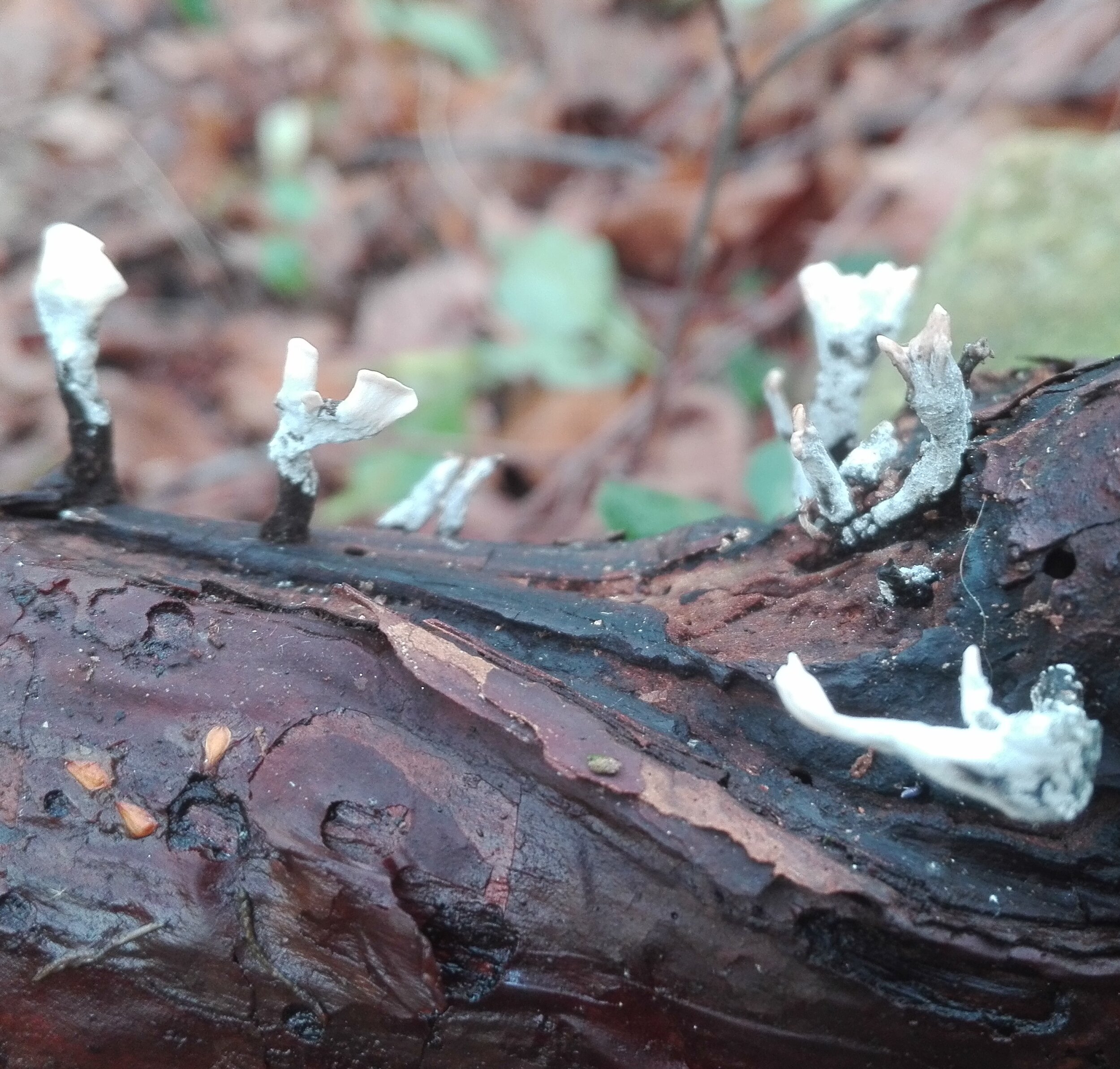 #719 Candlesnuff Fungus (Xylaria hypoxylon)