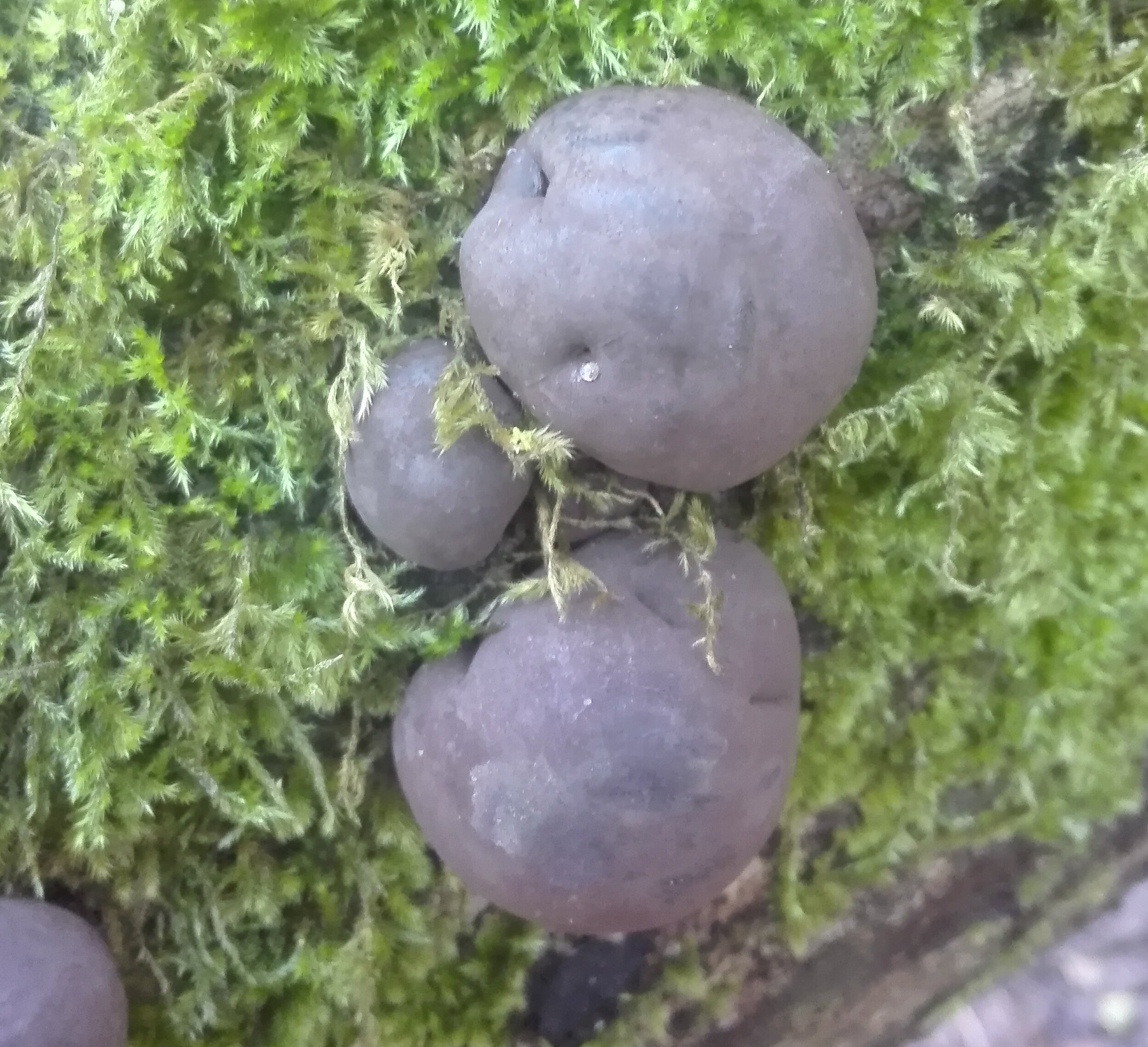 King Alfred's Cakes (Daldinia concentrica)