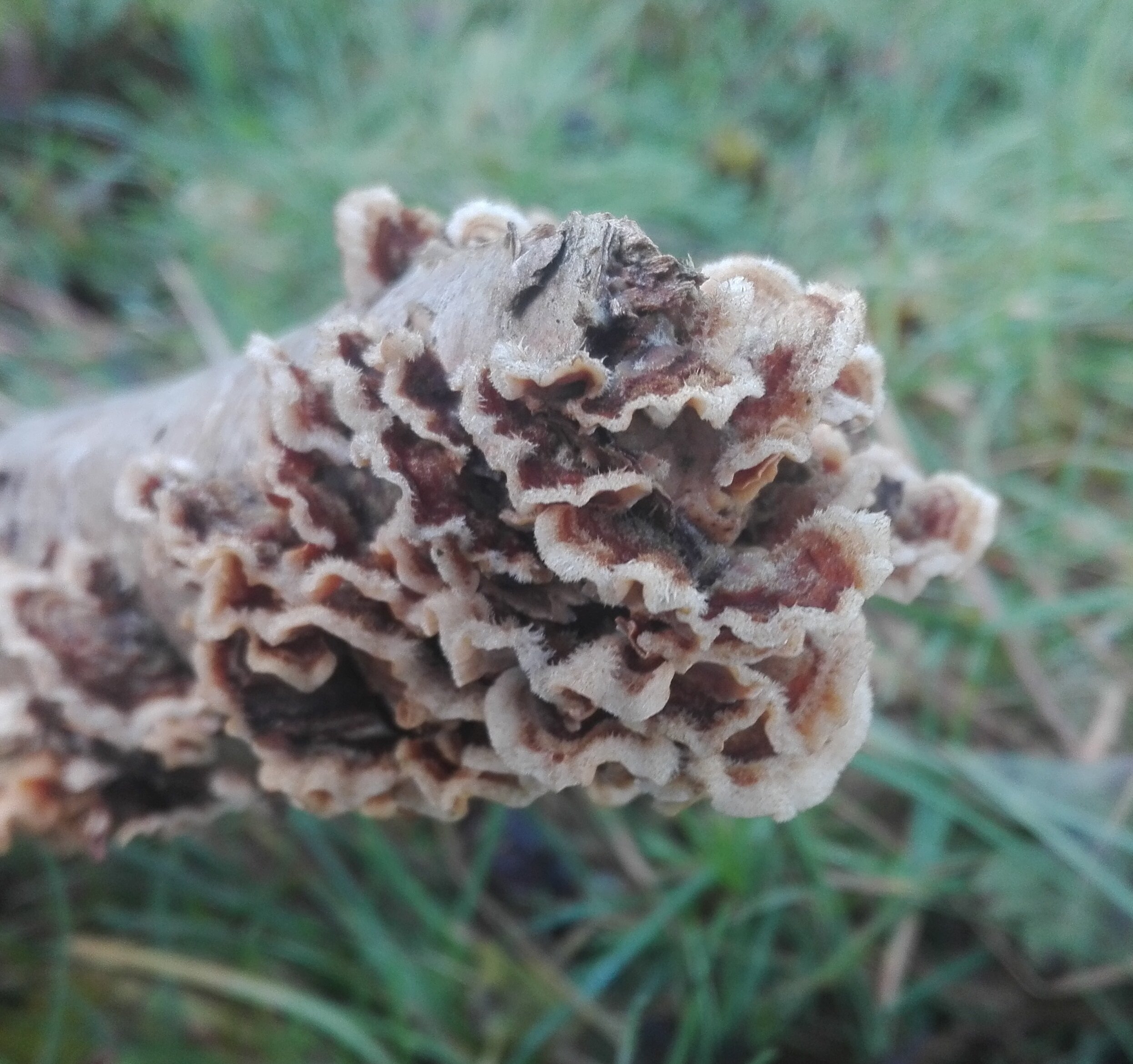 Turkey Tail (Trametes versicolor)