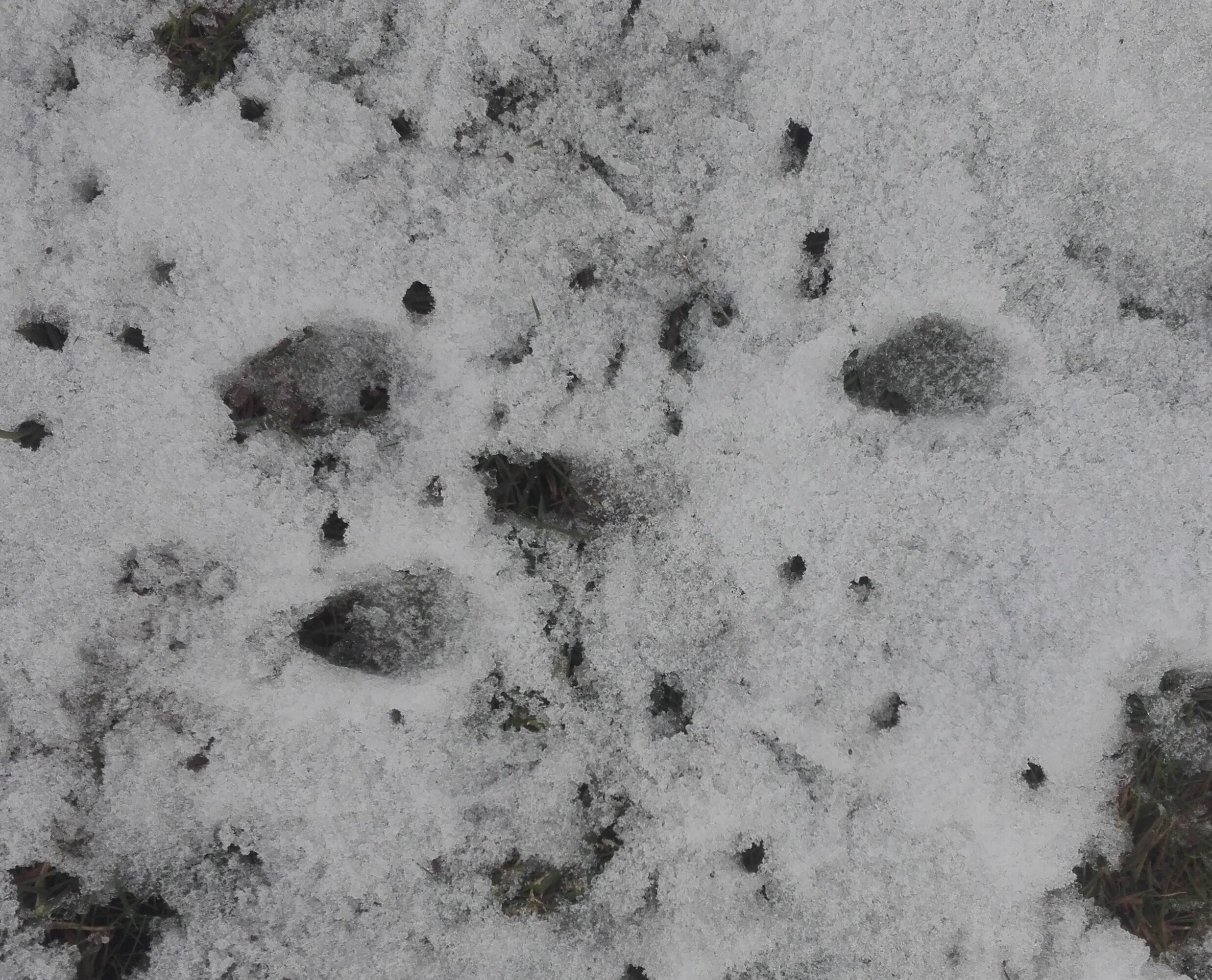 Rabbit Tracks