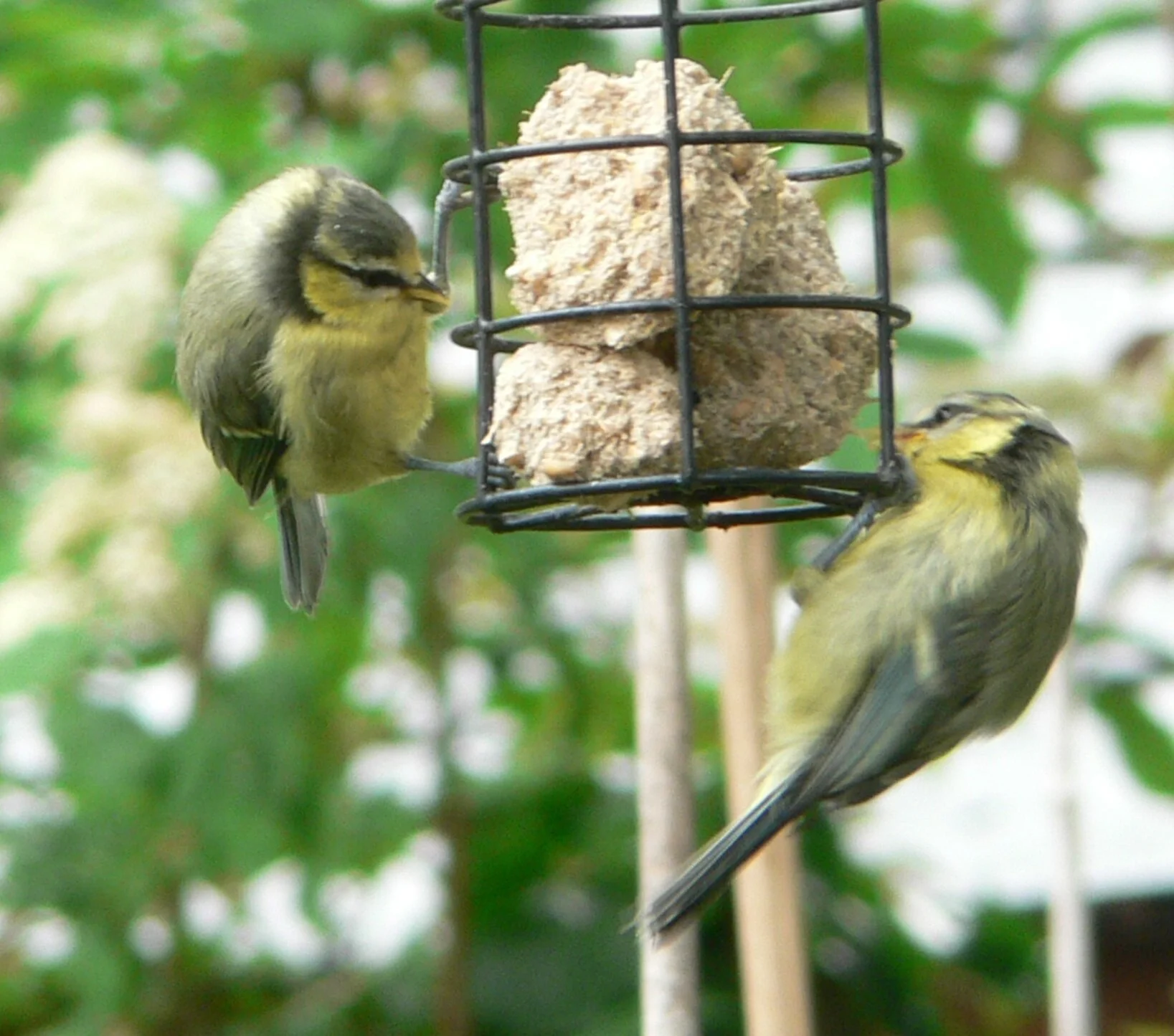 84 Blue Tit 2.JPG