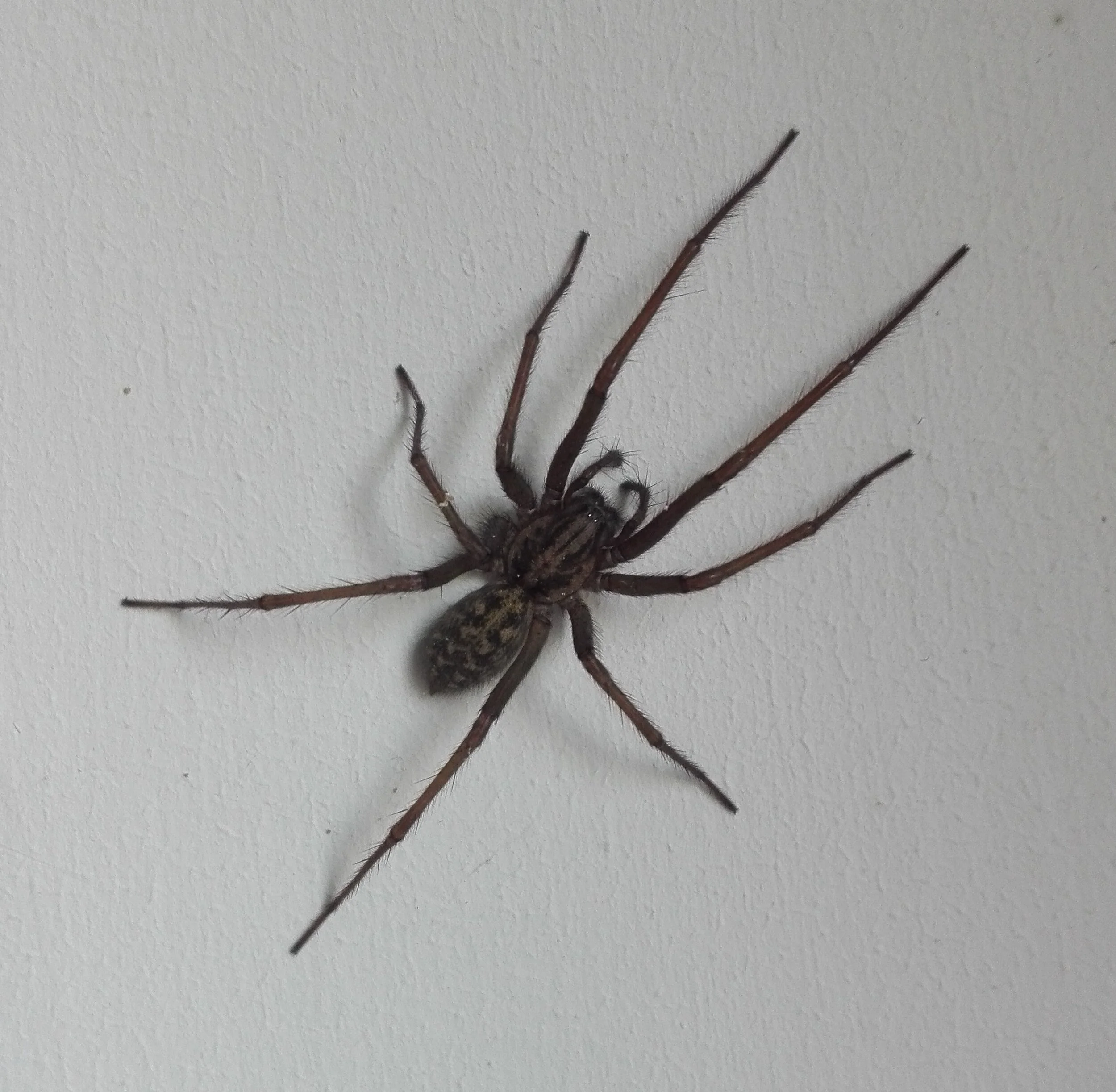 #144 Giant House Spider (Eratigena atrica)
