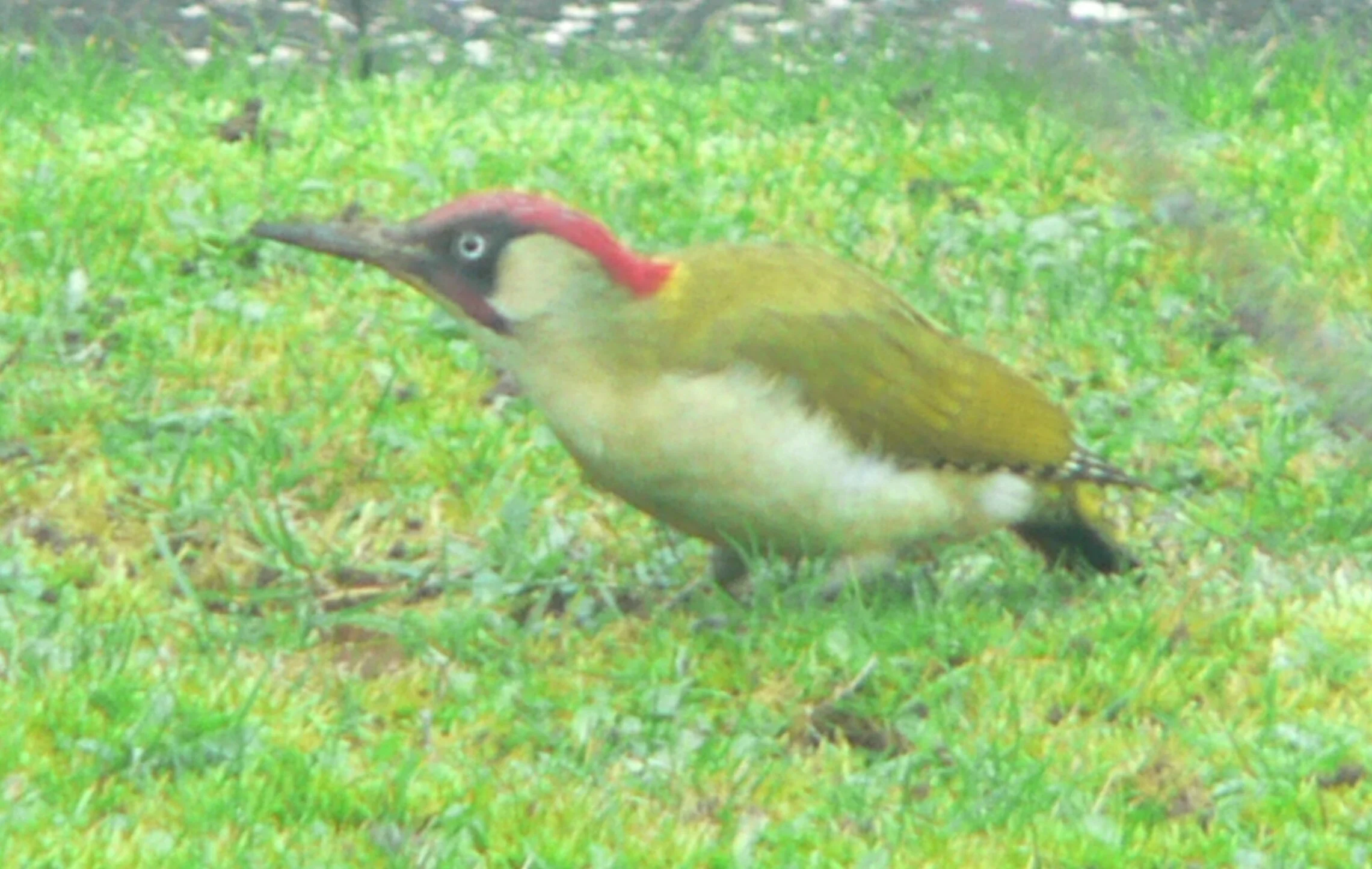 #306 Green Woodpecker (Picus viridis)