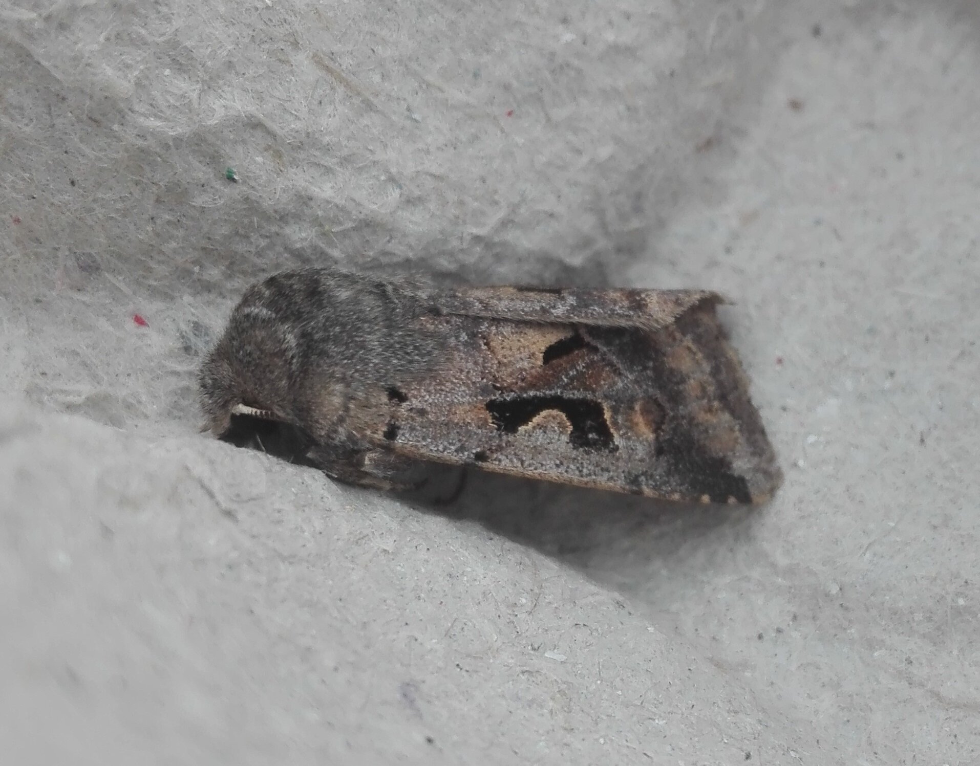 #725 Hebrew Character (Orthosia gothica)