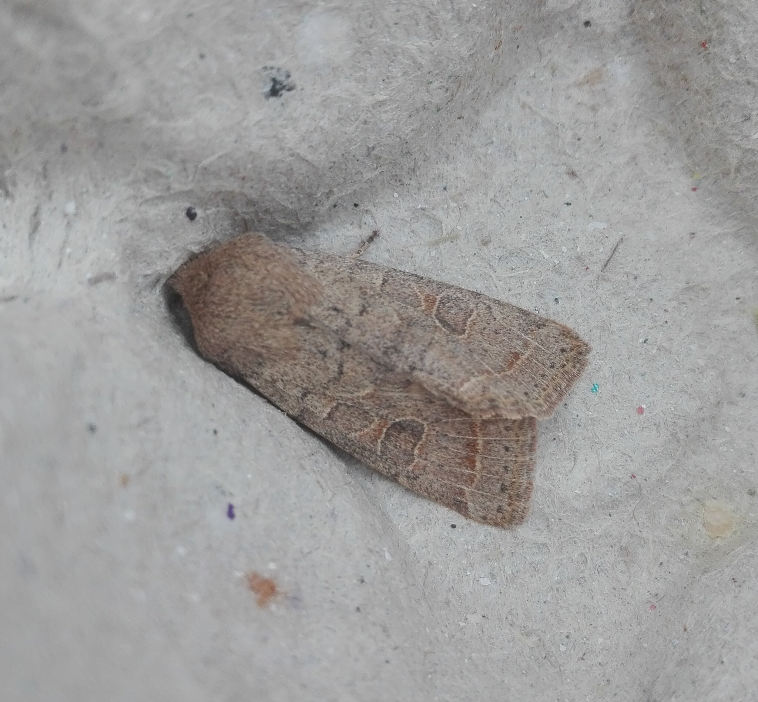 #727 Common Quaker (Orthosia cerasi)