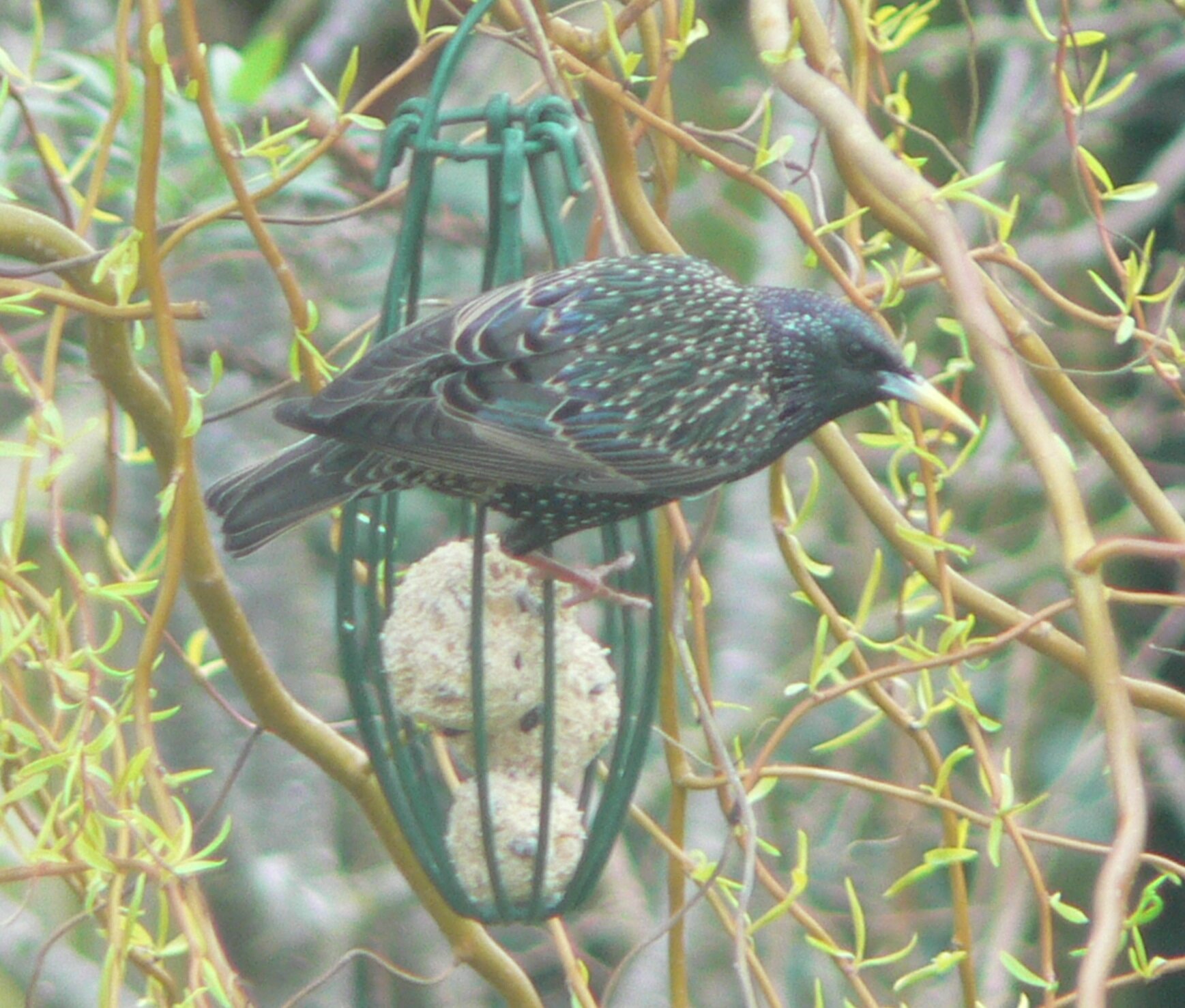 #115 Starling (Sturnus vulgaris)